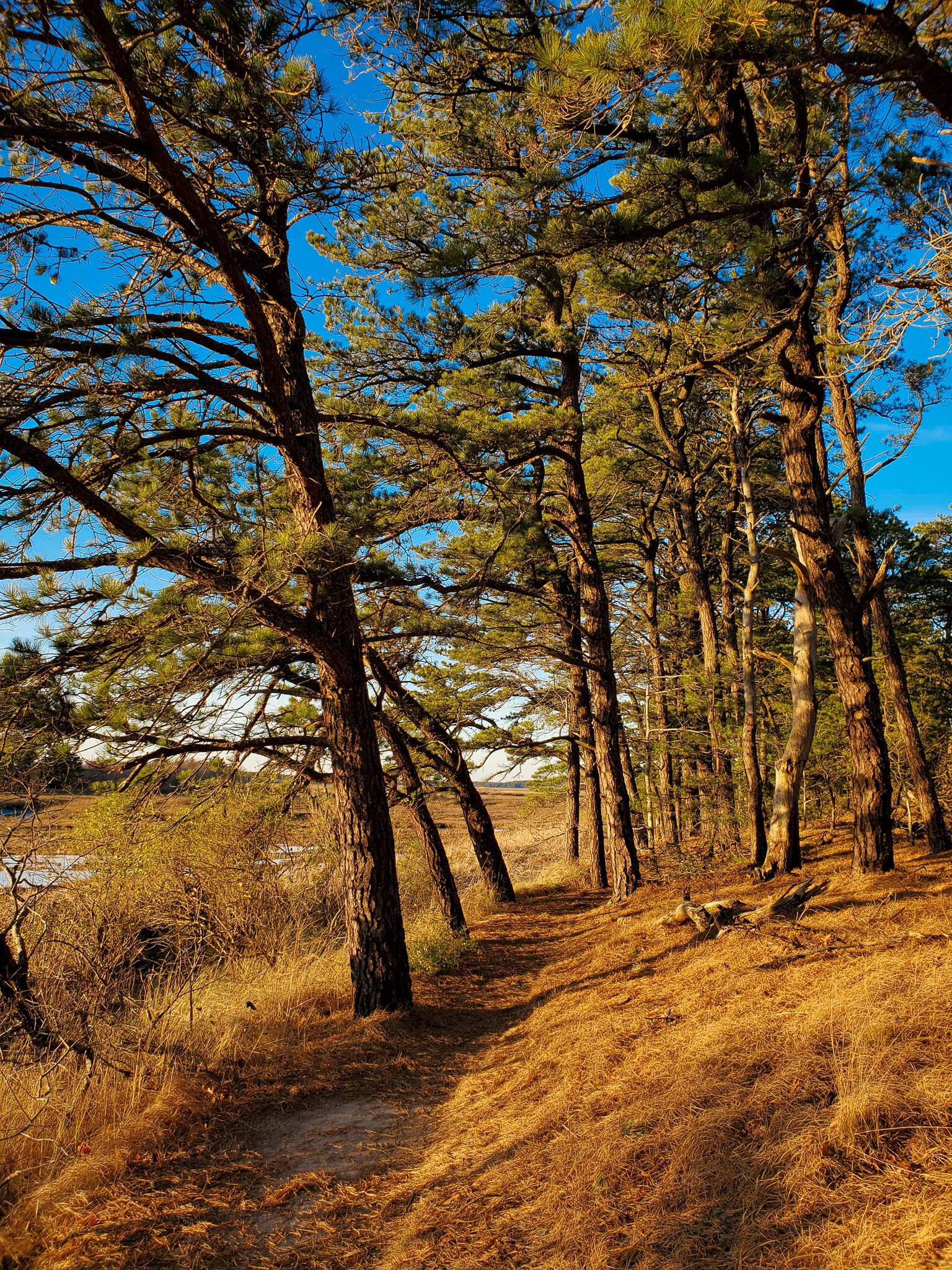 2020.12.26 cape cod-14.jpg