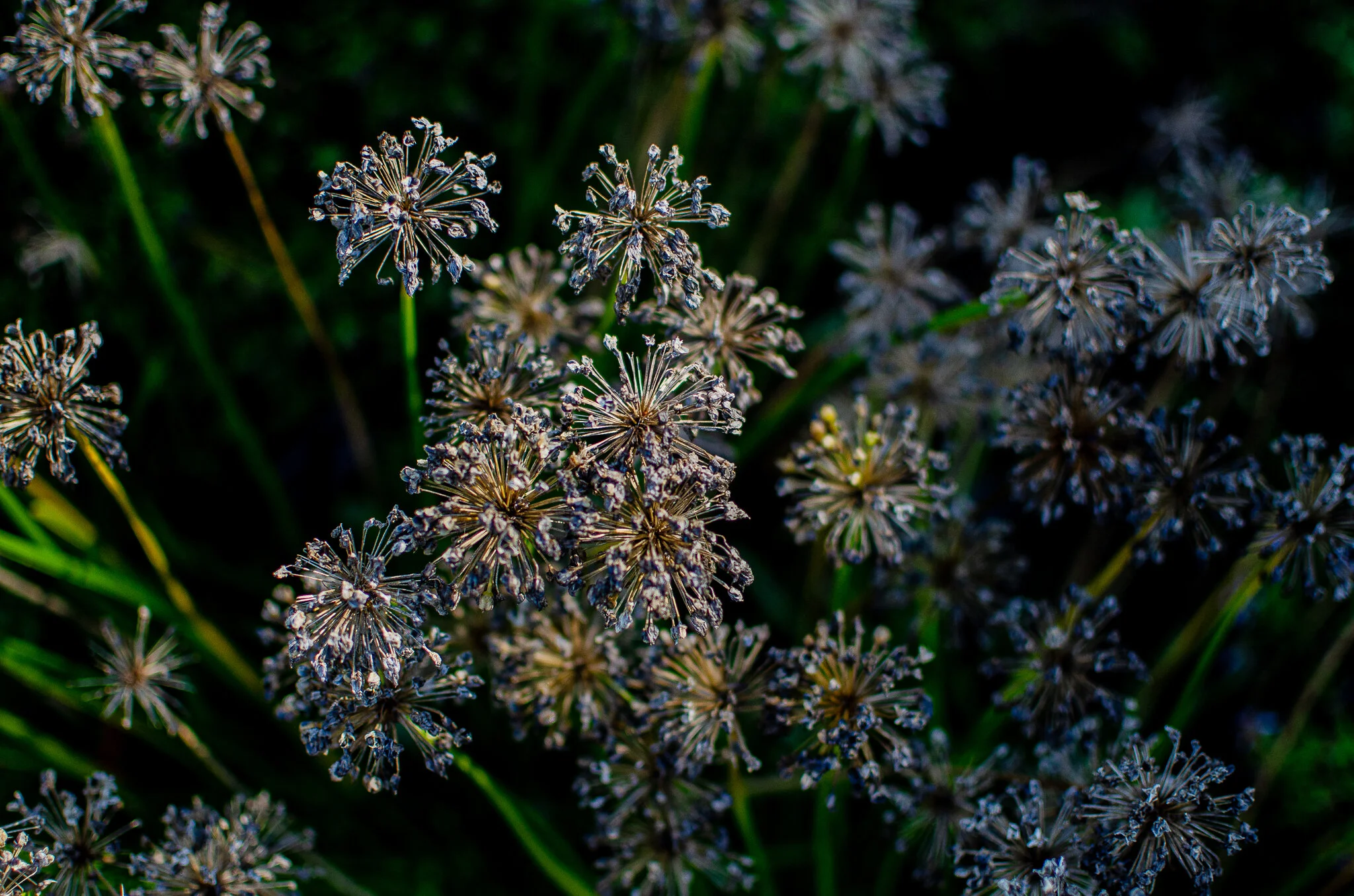 2020.10.31 untermyer -19.jpg