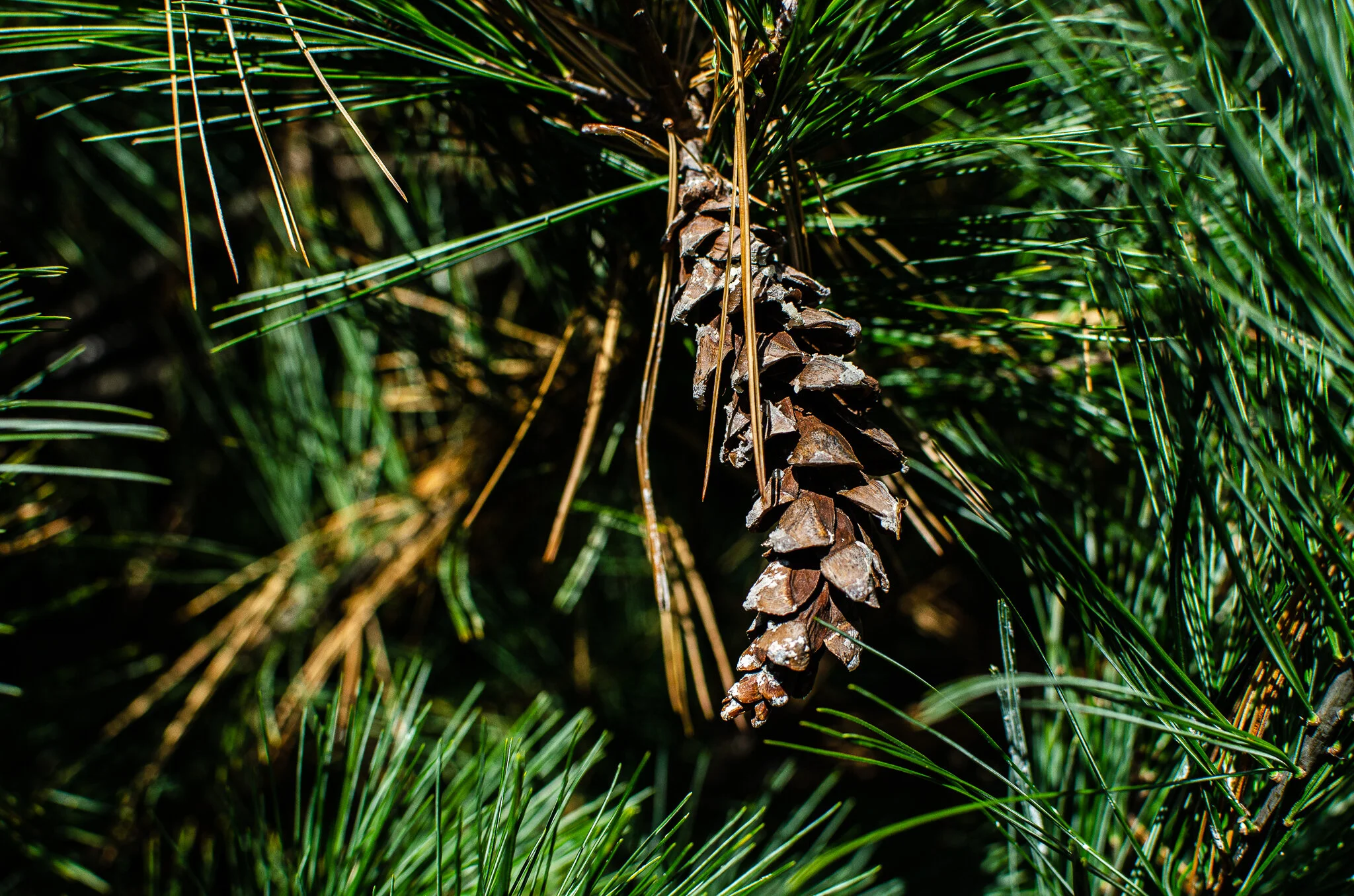 2020.10.31 untermyer -20.jpg