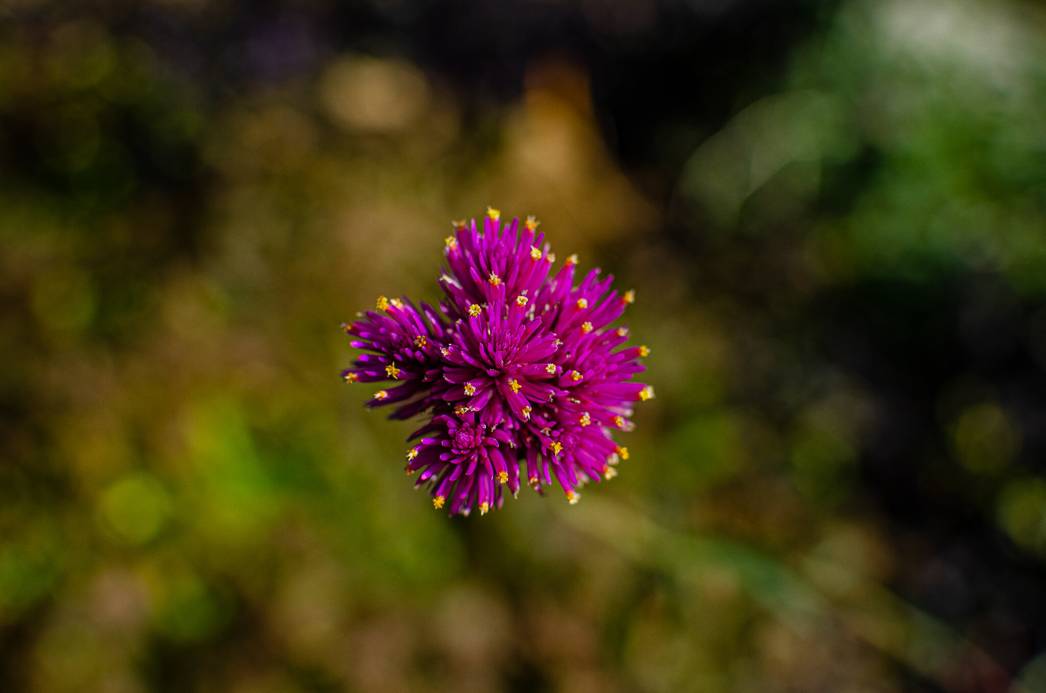 2020.10.31 untermyer -21.jpg