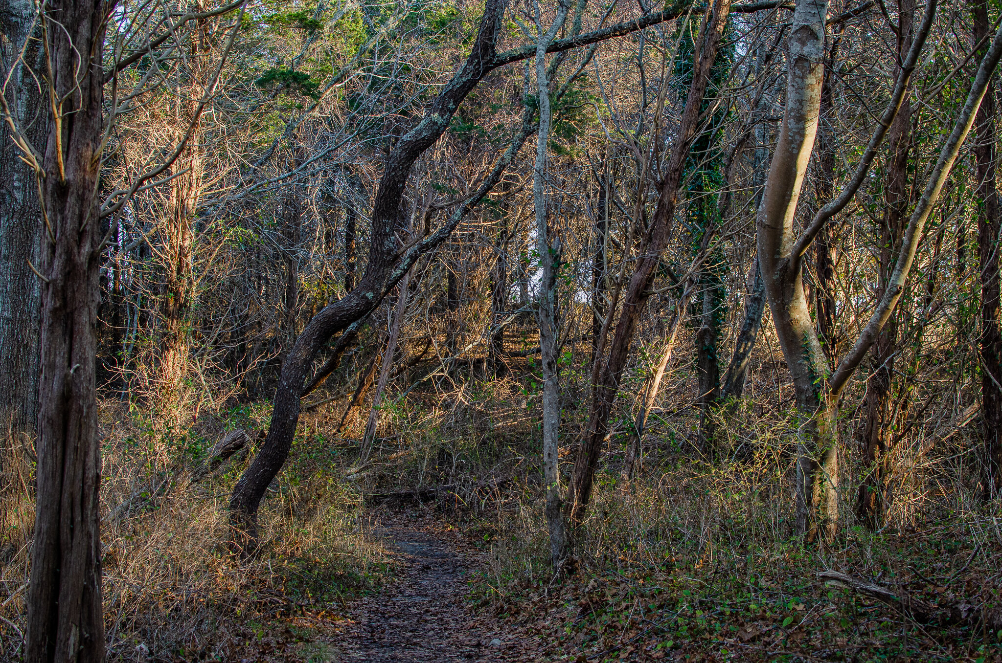 2020.12.26 cape cod-3.jpg