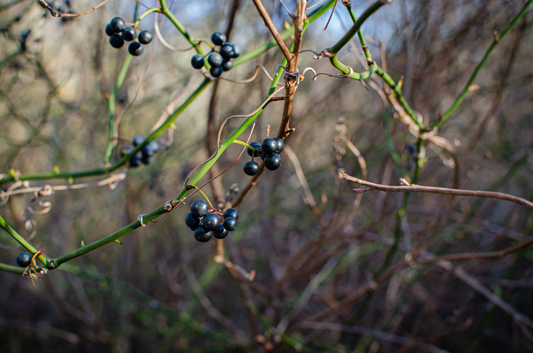 2020.12.26 cape cod-8.jpg