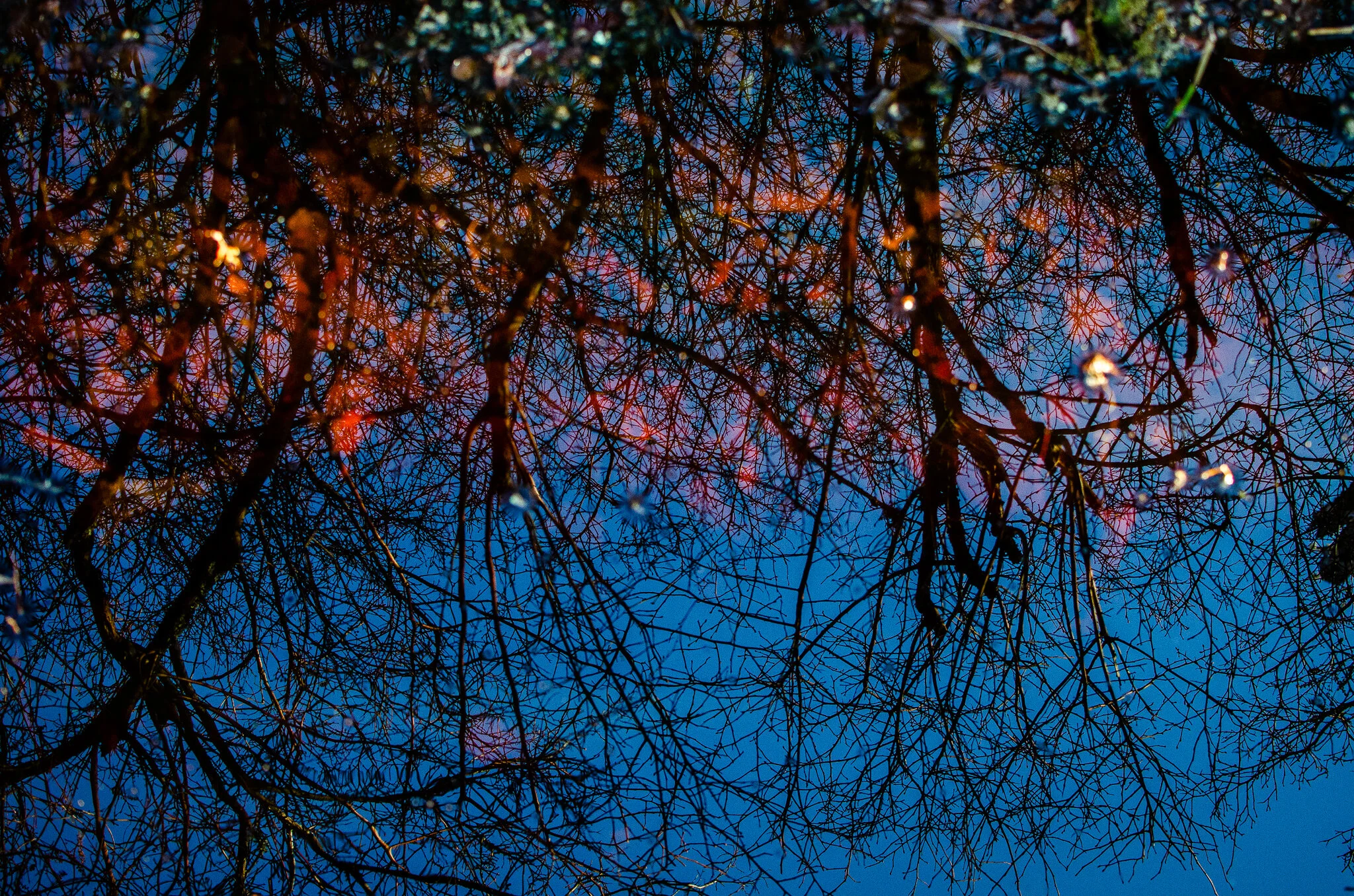 2020.12.26 cape cod-7.jpg