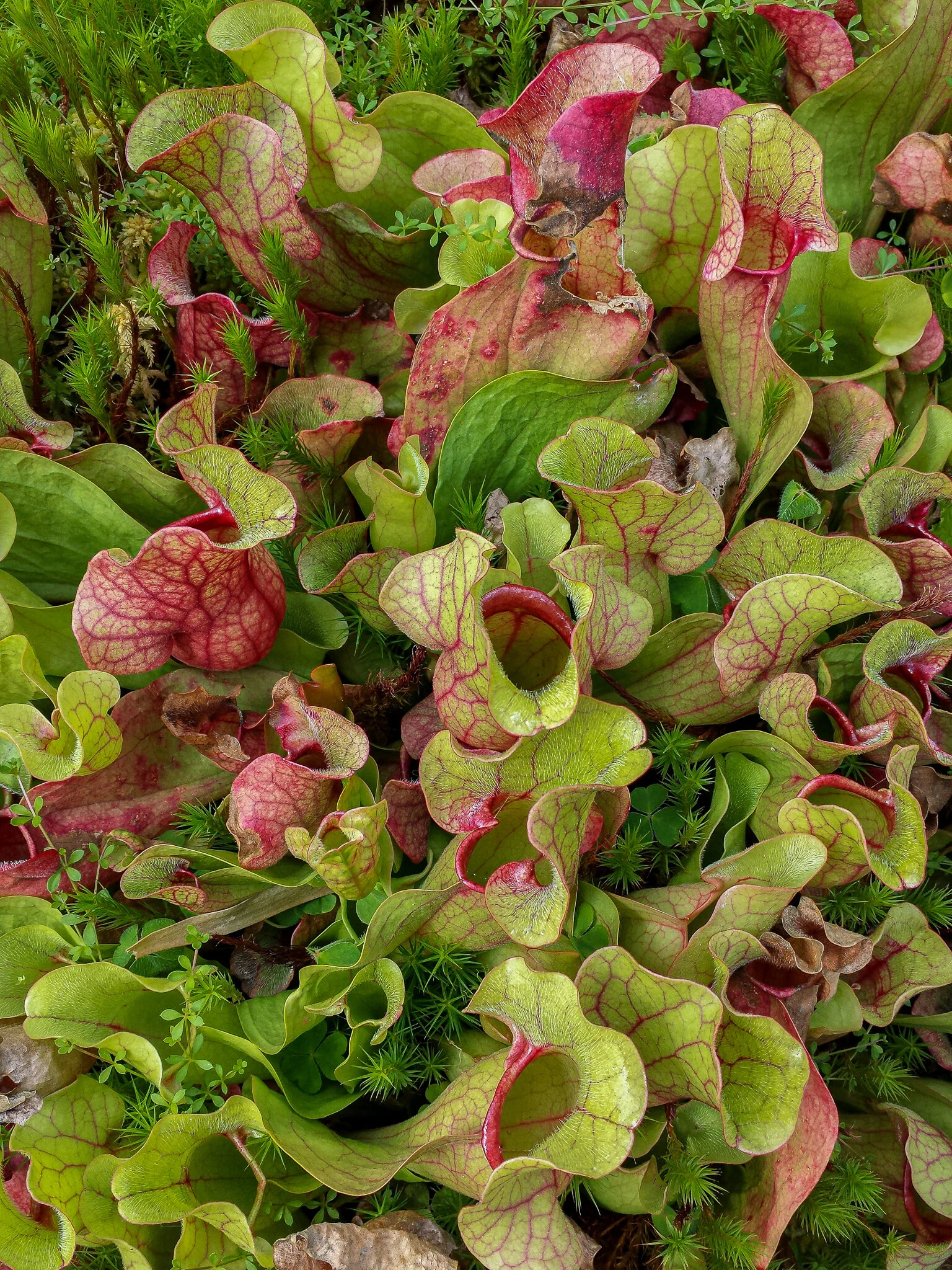 2016.08 scotland-36.jpg