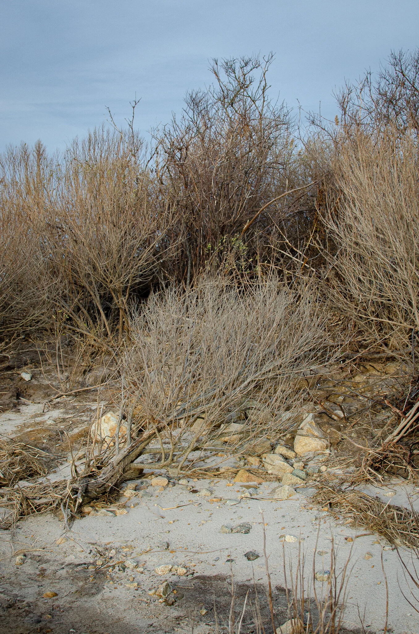 2020.12.30 cape cod-5.jpg