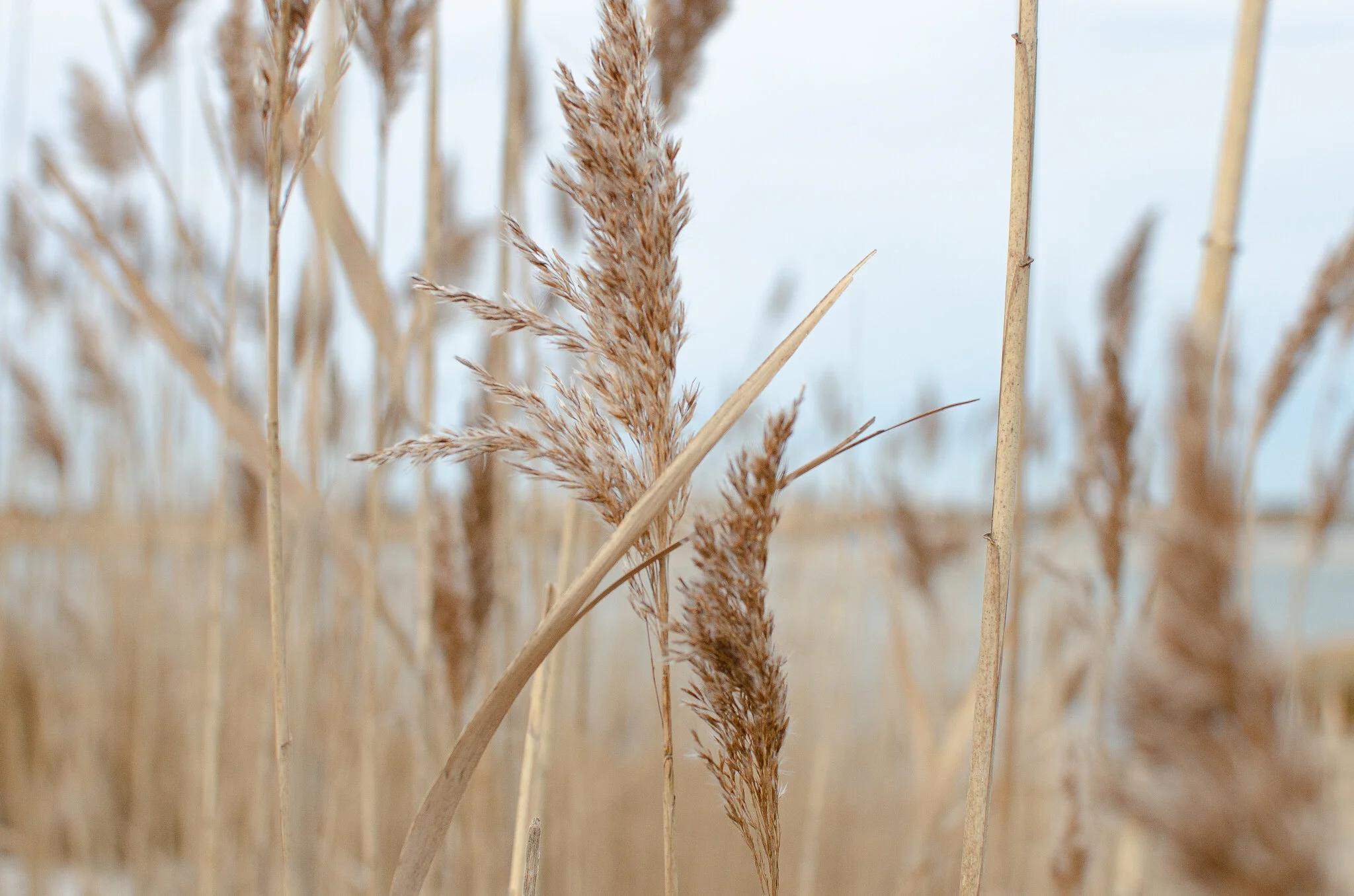 2020.12.30 cape cod-8.jpg