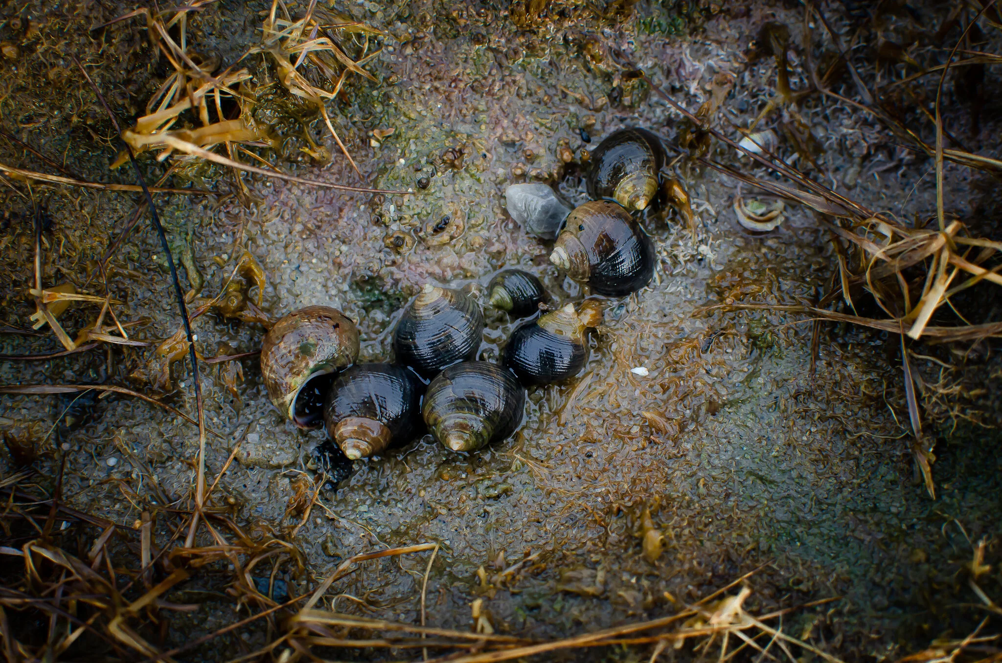 2020.12.30 cape cod-15.jpg