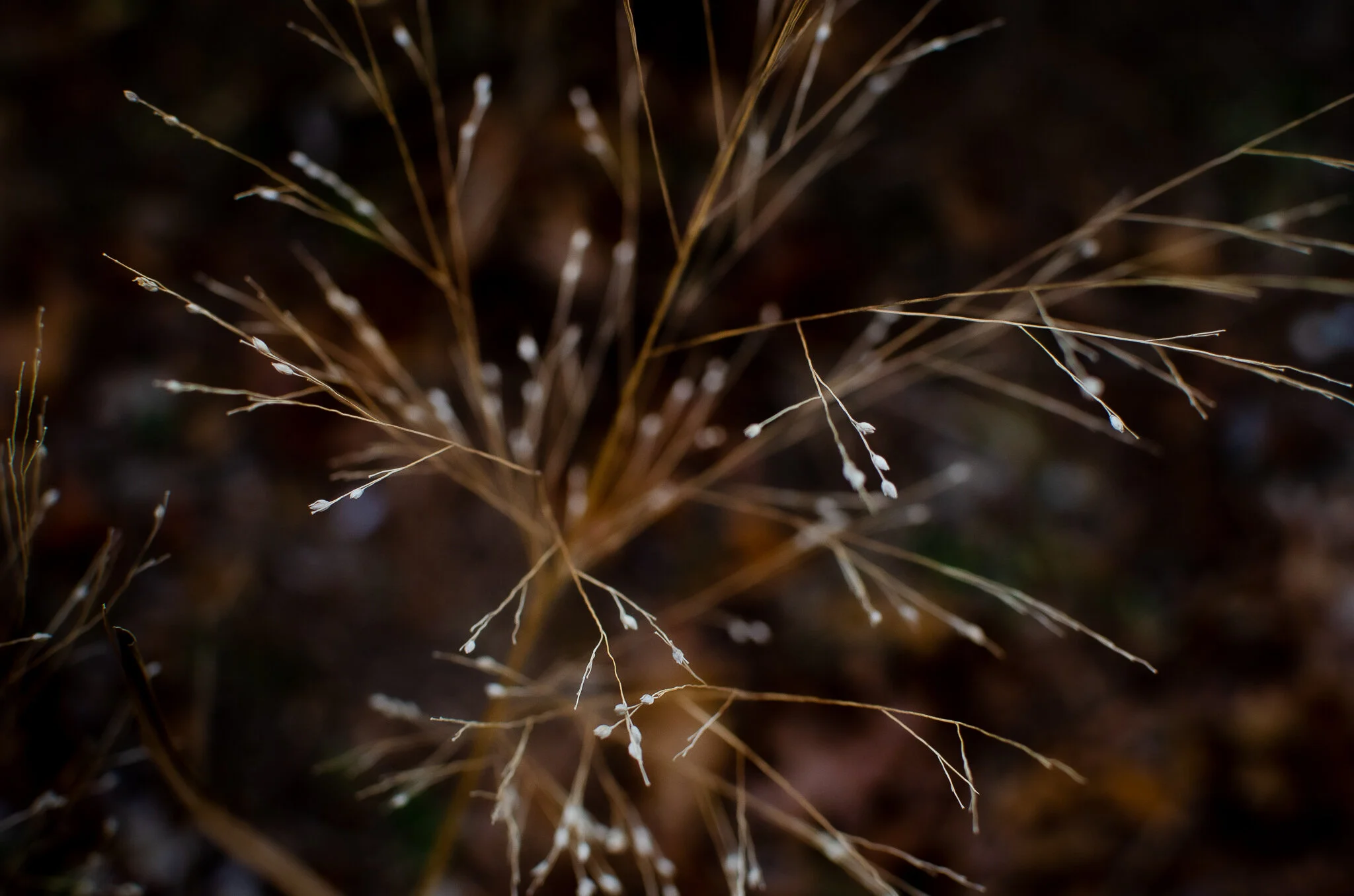 2020.12.30 cape cod-2.jpg