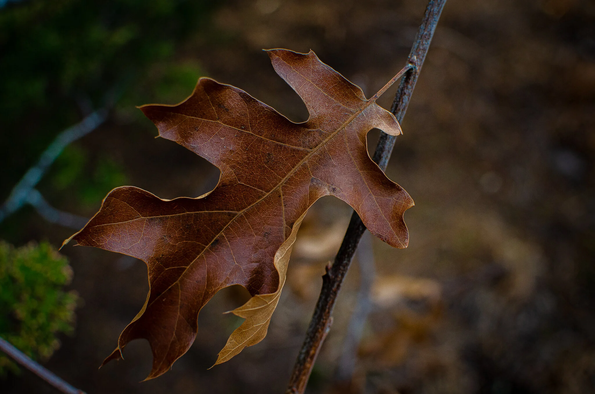 2020.12.30 cape cod-3.jpg