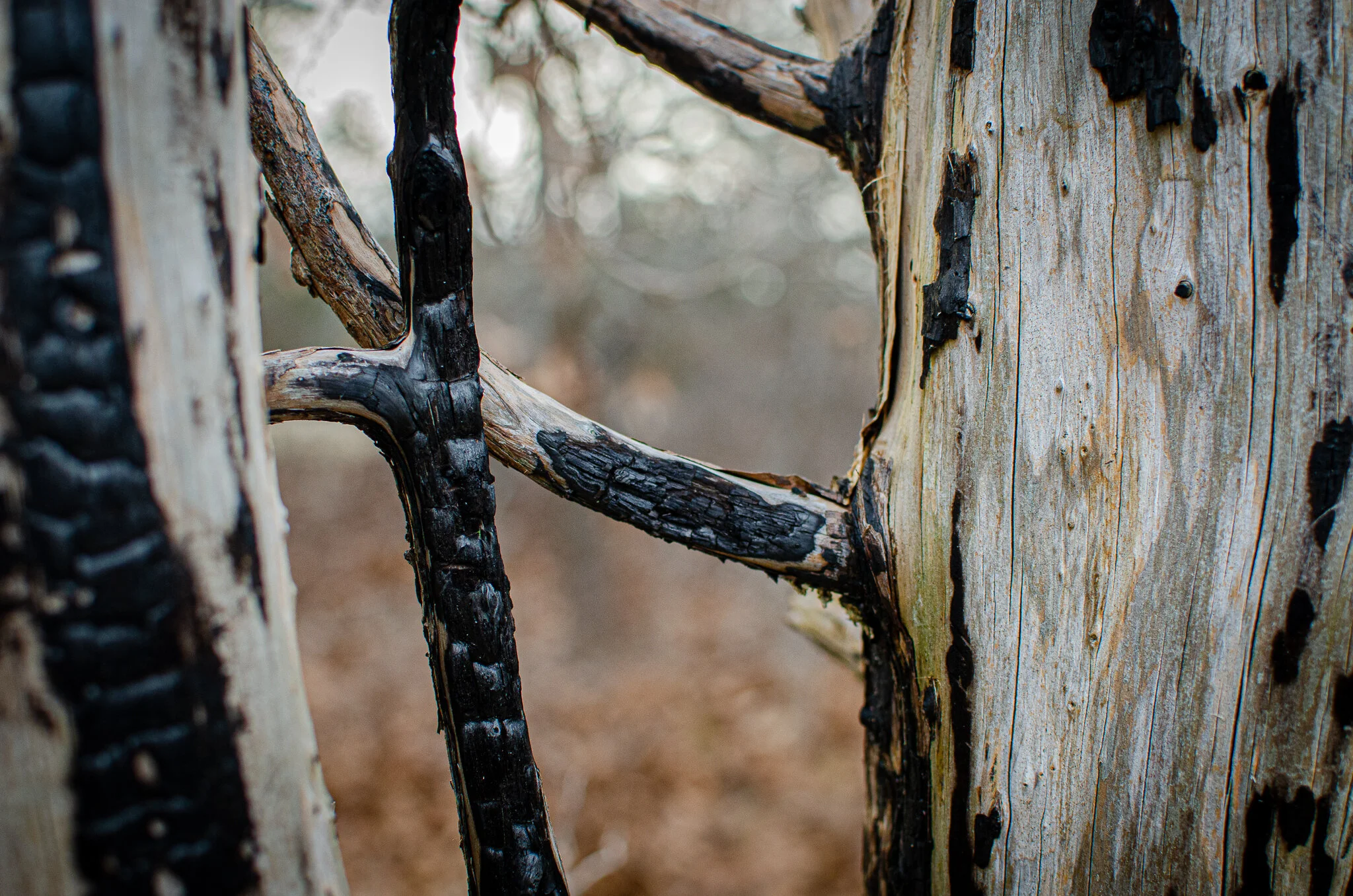 2020.12.30 cape cod-1.jpg