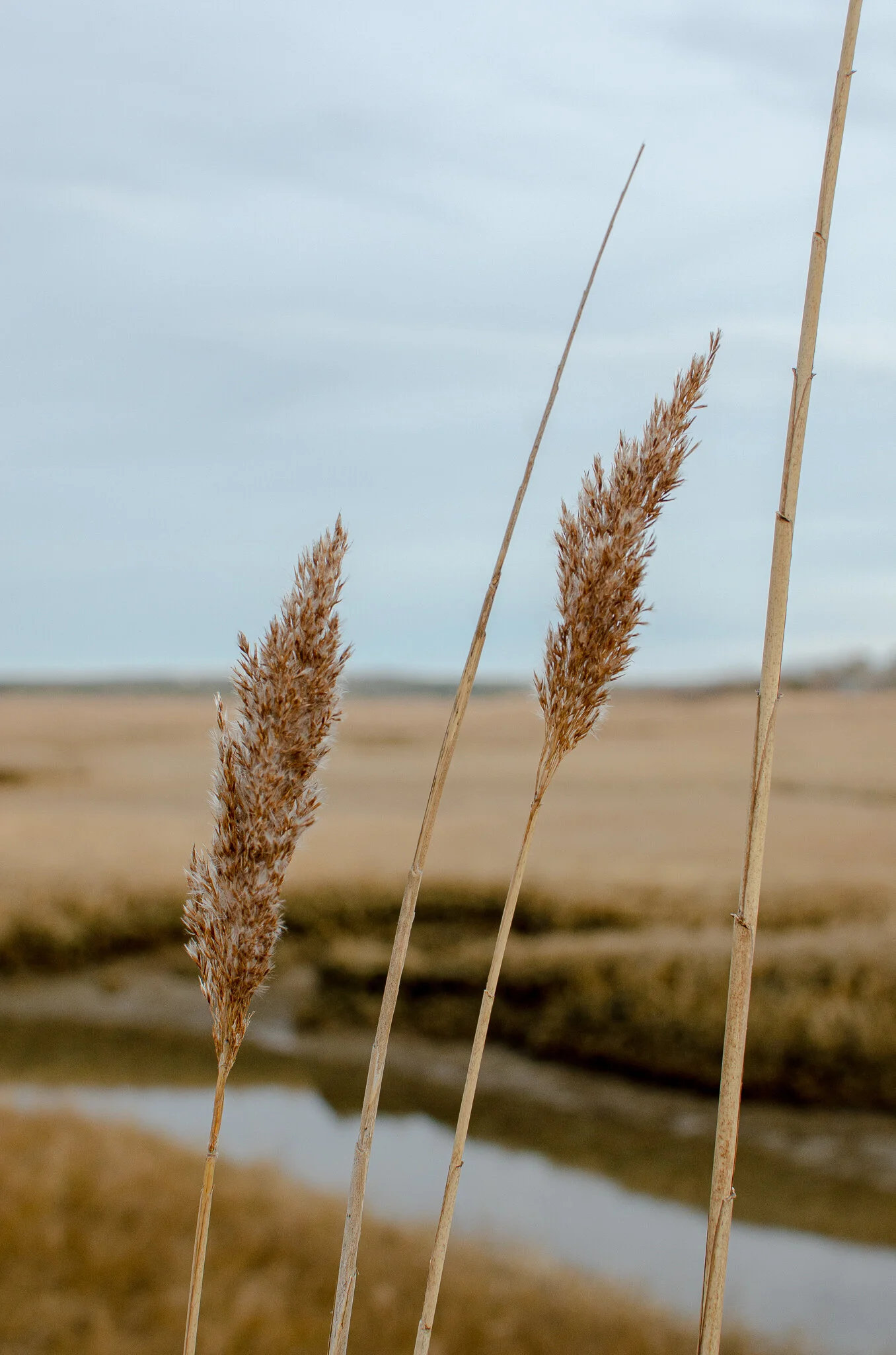 2020.12.30 cape cod-9.jpg