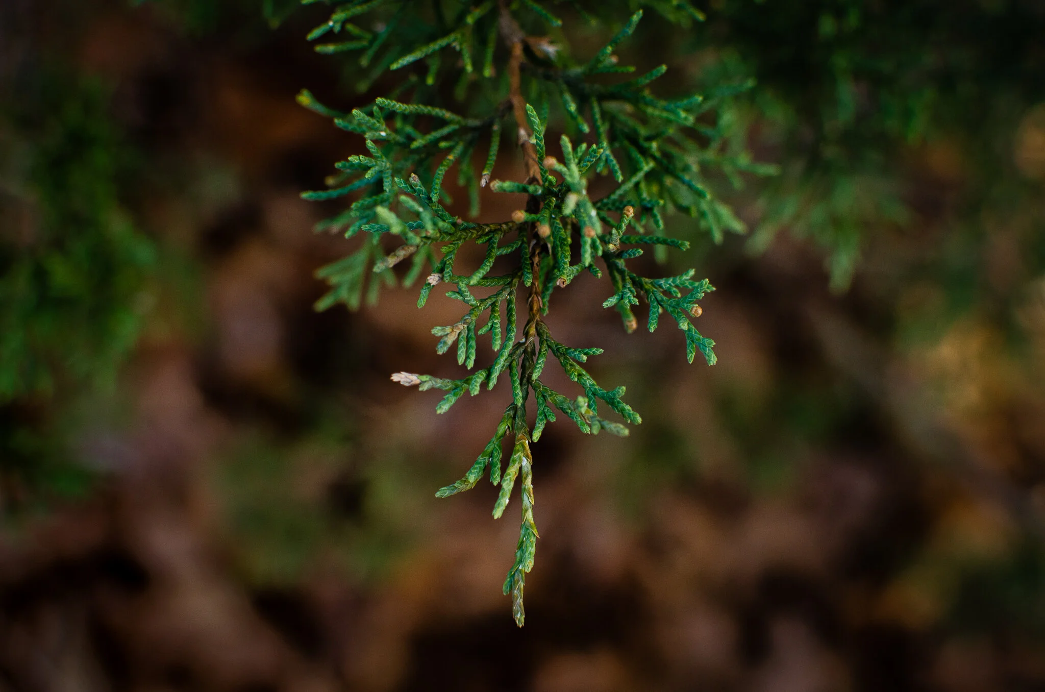 2020.12.30 cape cod.jpg