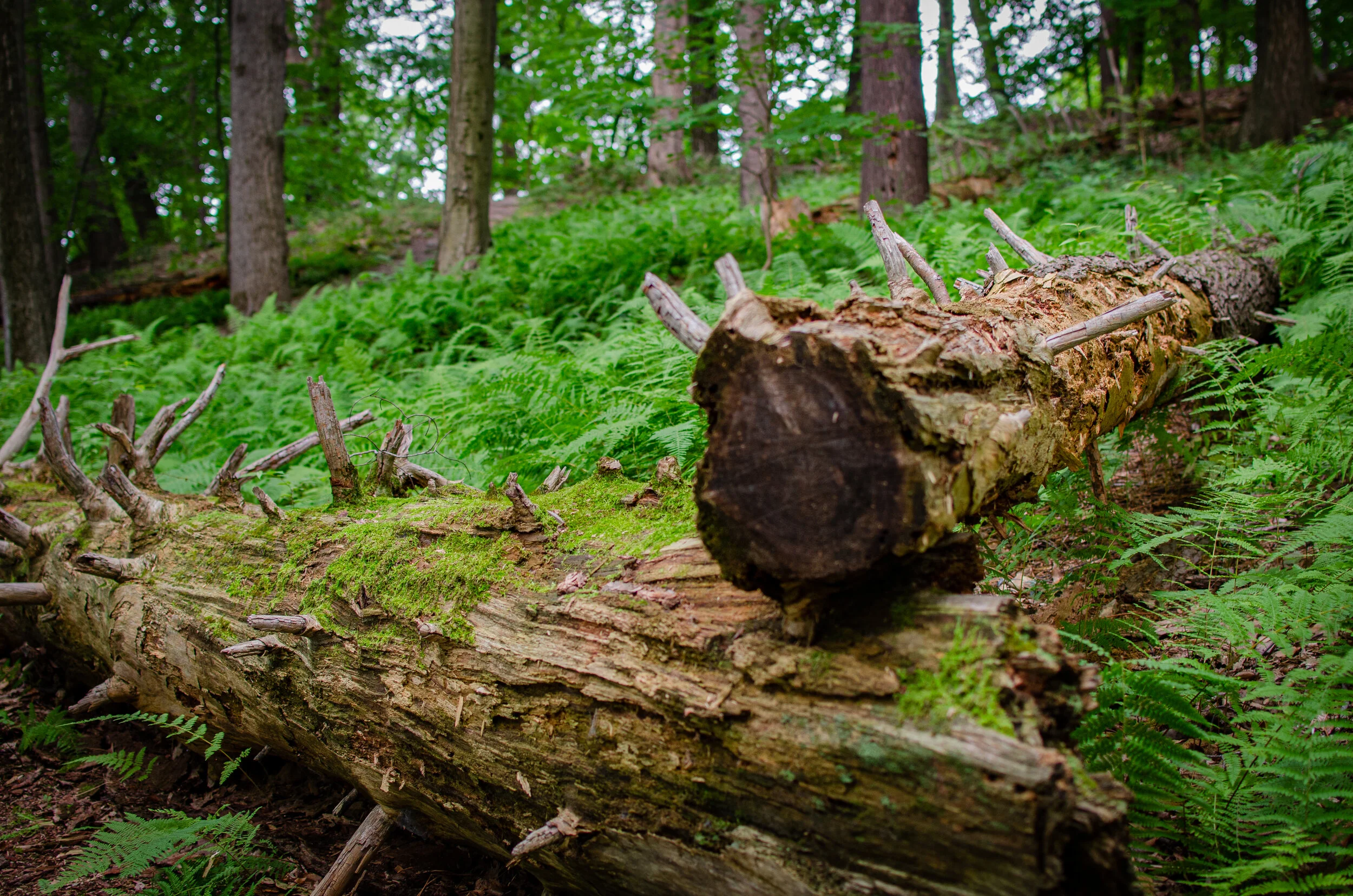 21.07.24 storm king-11.jpg