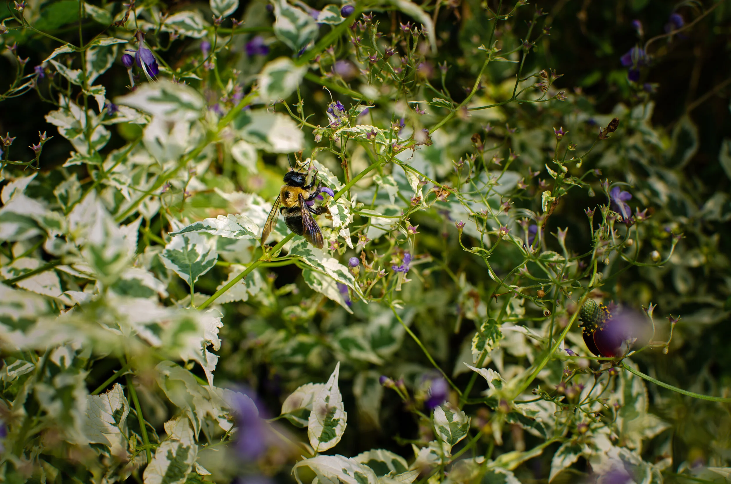 21.09.14 reeves-reed arboretum-13.jpg