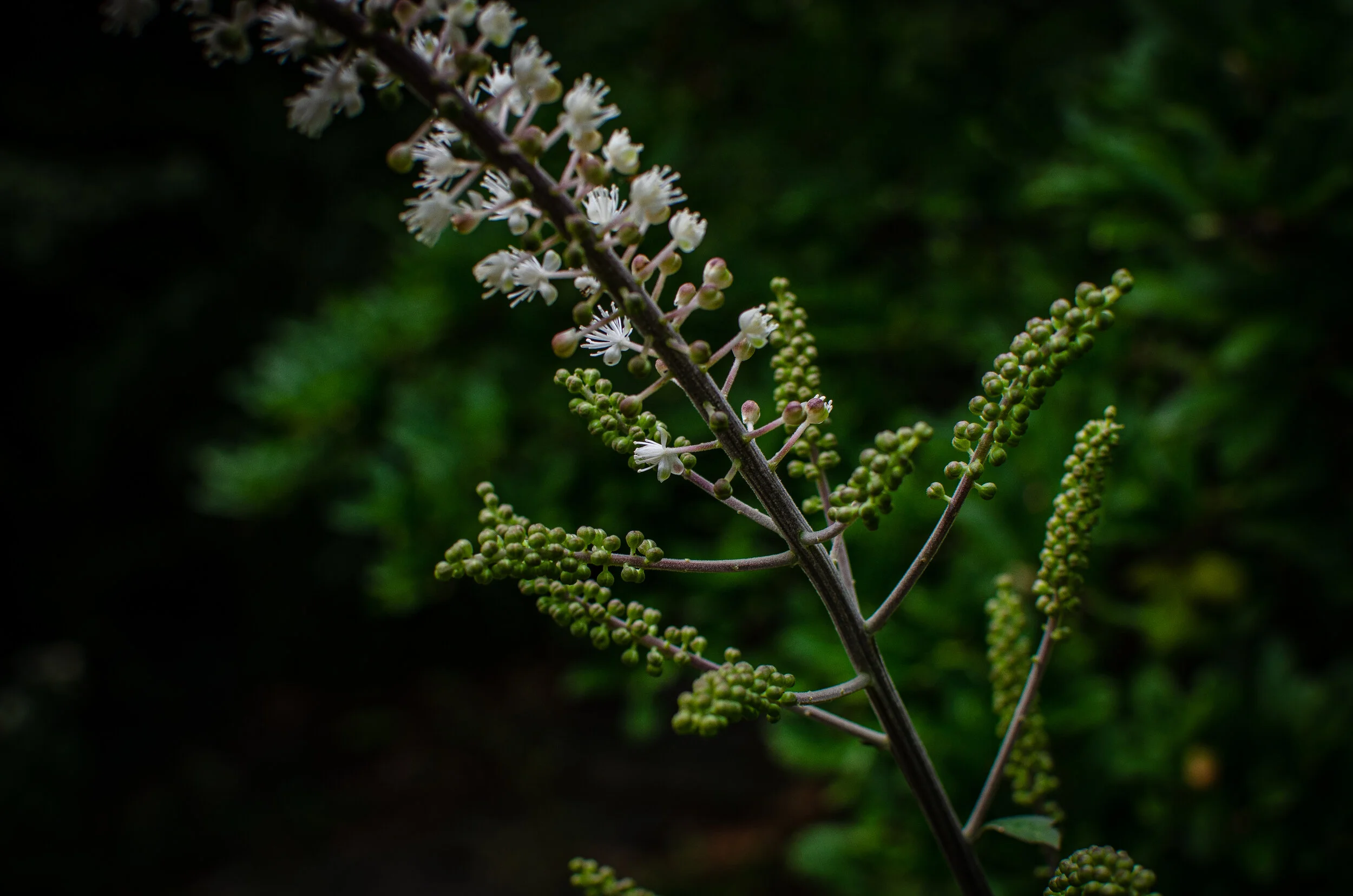 21.09.14 reeves-reed arboretum-14.jpg