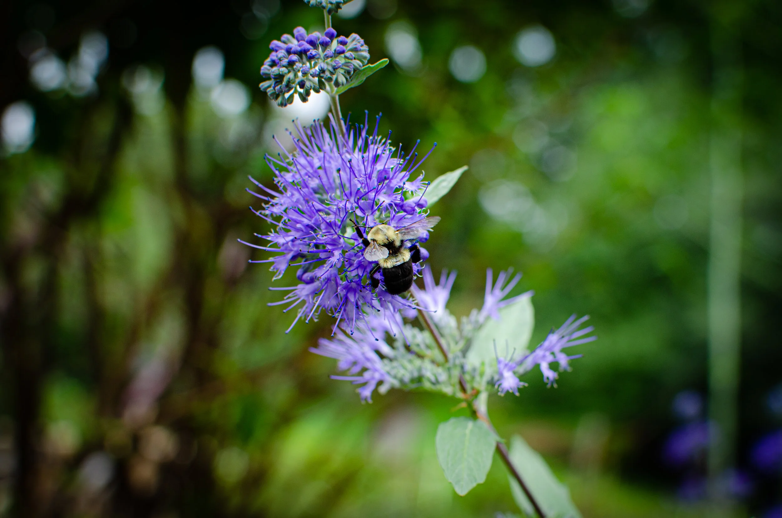 21.09.14 reeves-reed arboretum-10.jpg