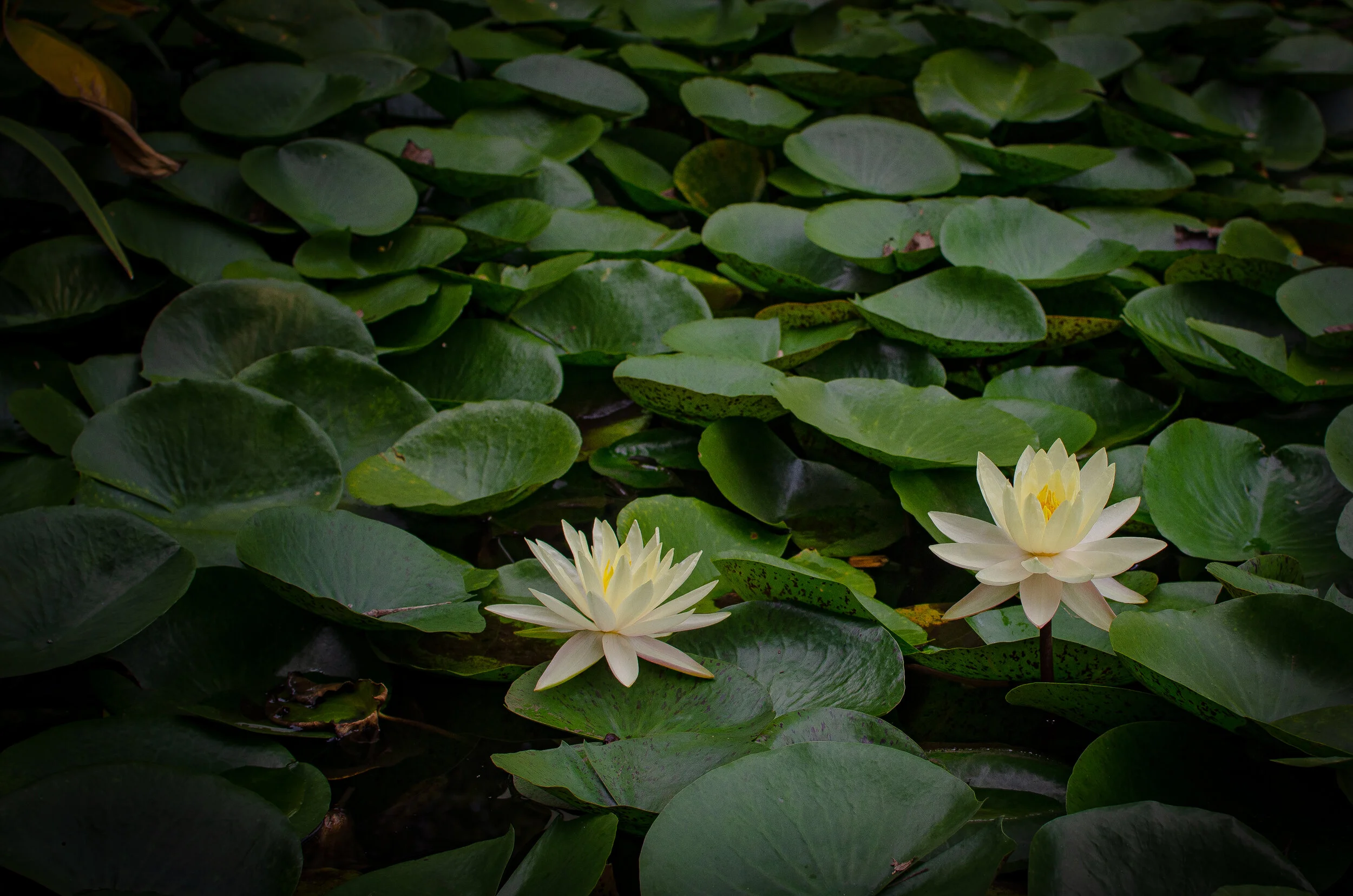 21.09.14 reeves-reed arboretum-15.jpg