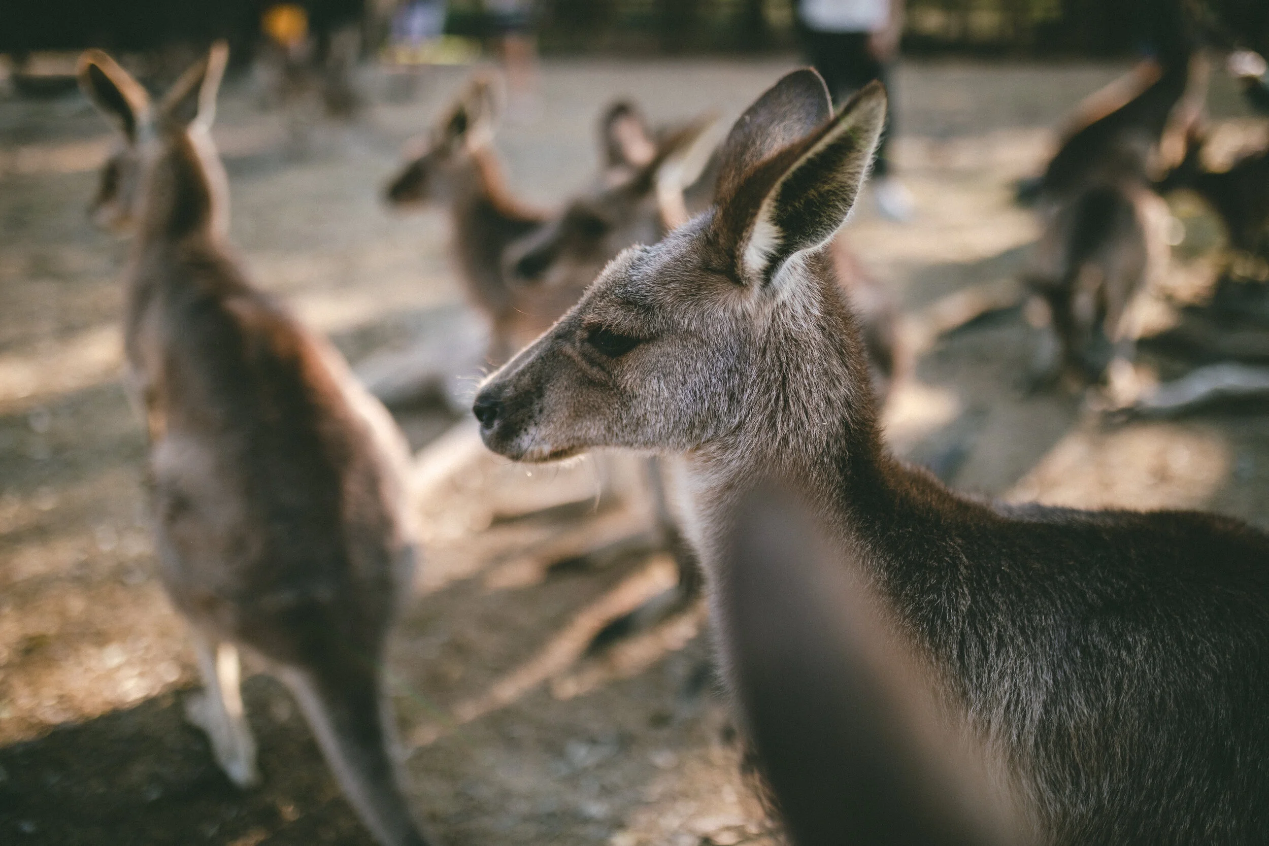 Worked in Australia? Transferring your Australian Super to your KiwiSaver