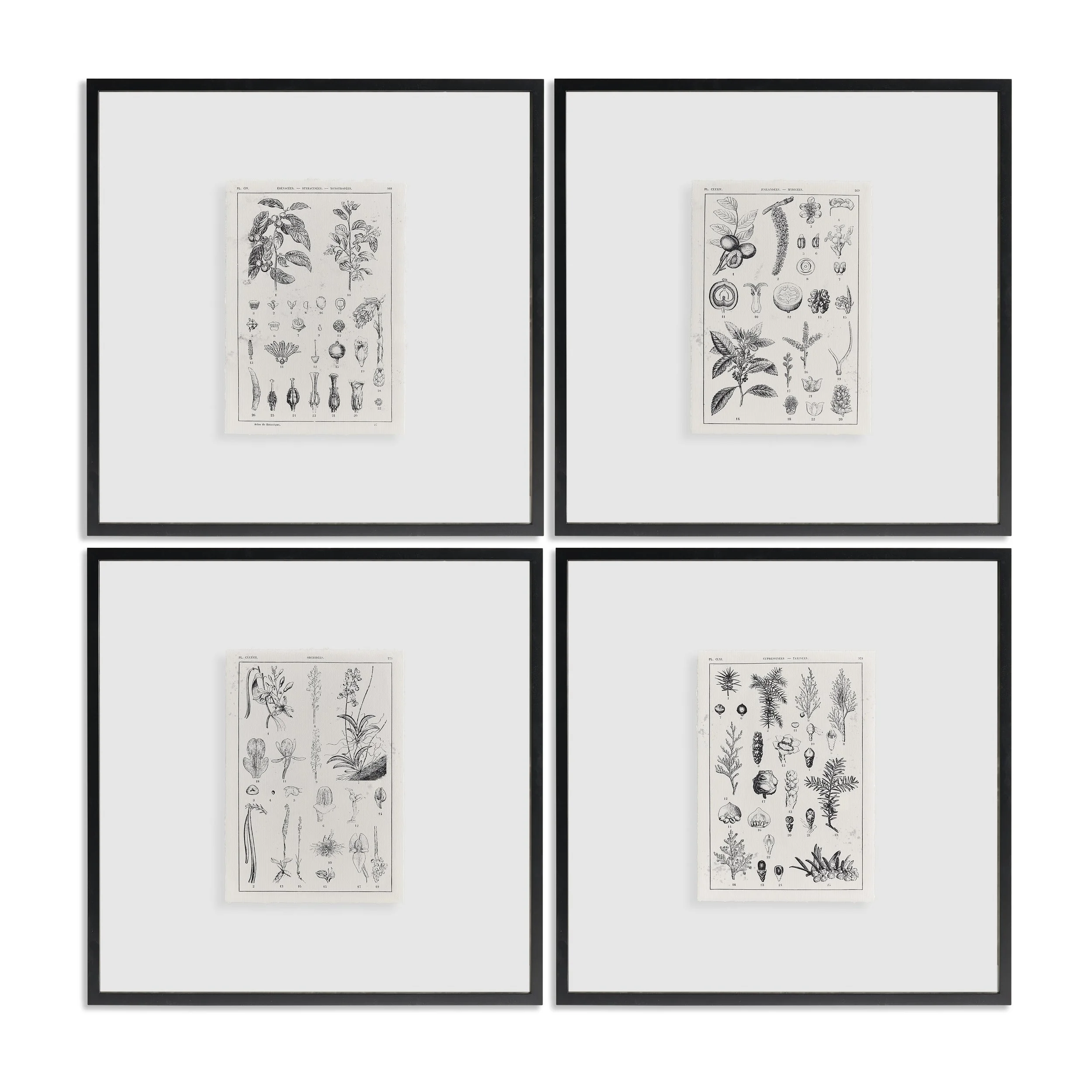 Botanica: The Art of Knowledge - Set of 4