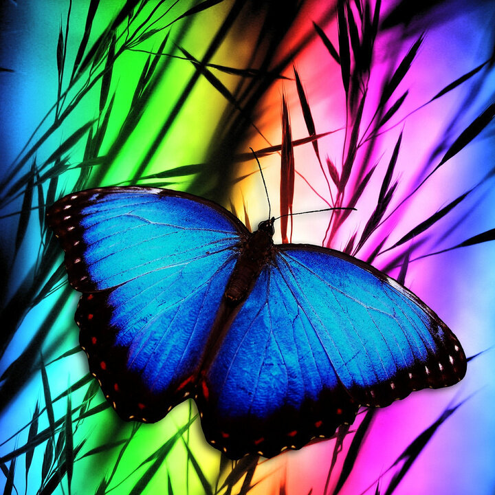 Blue Morpho Butterfly with Rainbow_720 Square.jpg