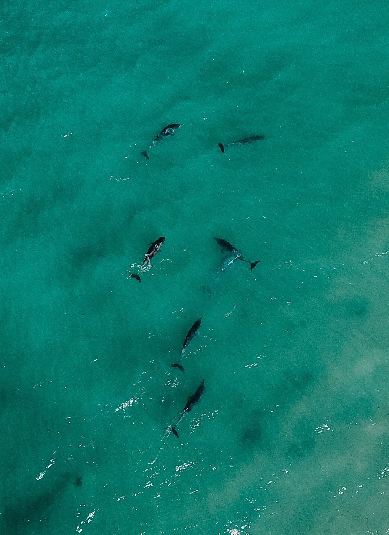 Dolphin Pod