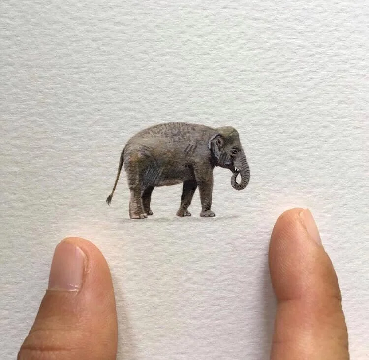 Asian Elephant.Elephants used to roam over most of Asia, but are now found in only 15% of their former range. Exponential growth of the human population in the region and resulting habitat loss for elephants has drastically shrunken their room to roam, resulting in small isolated populations in fragmented landscapes.