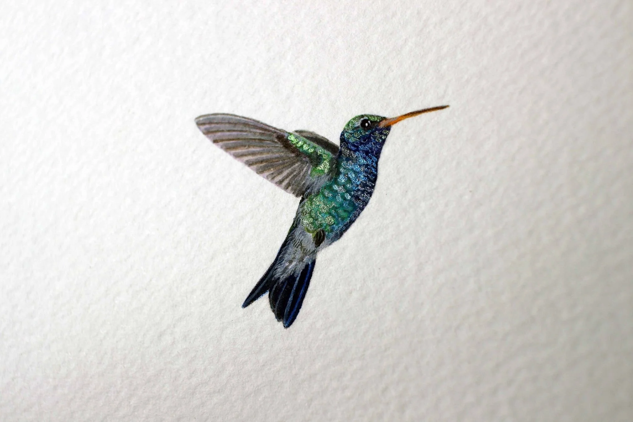 Broad-billed hummingbird