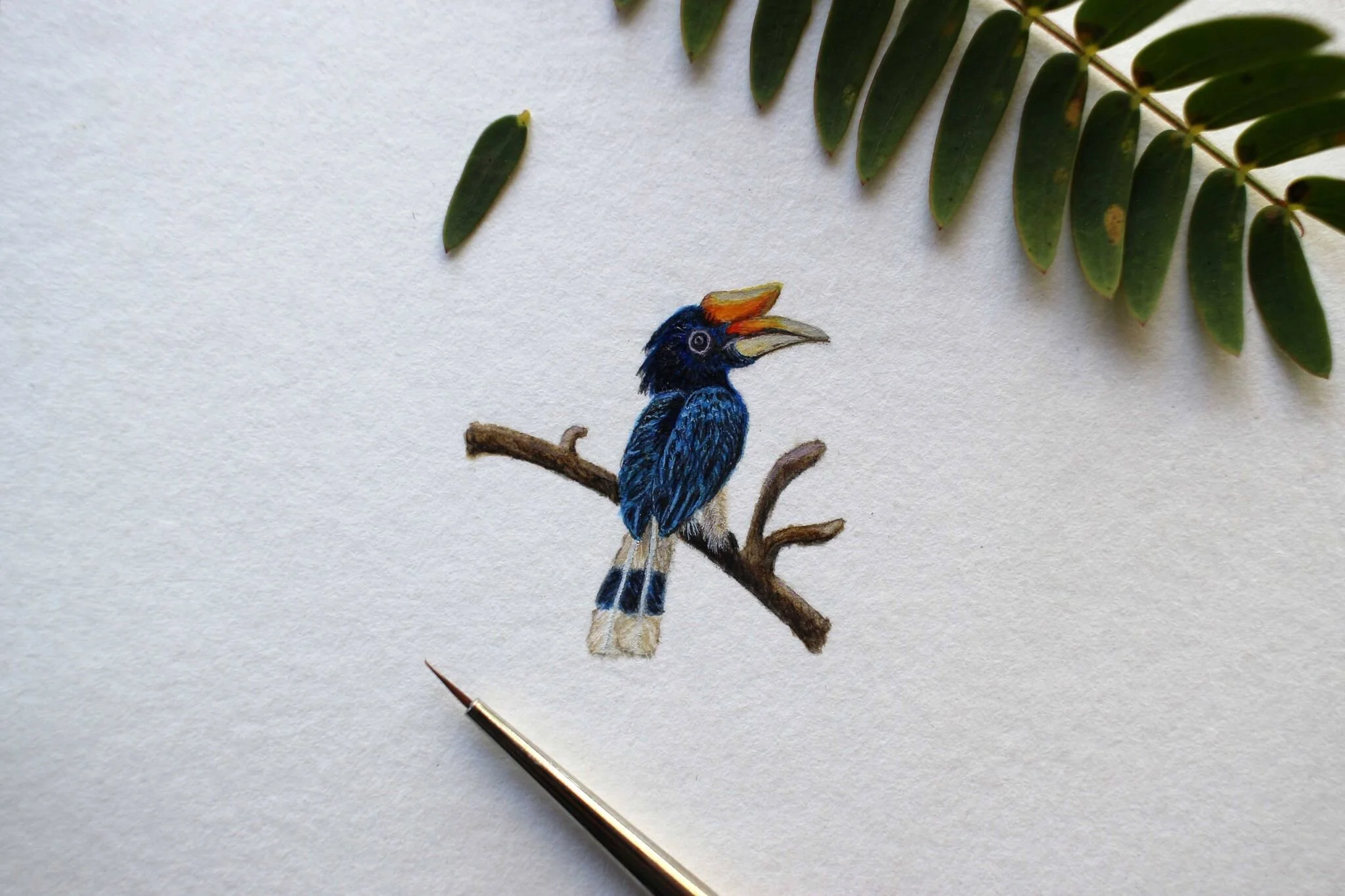 Rhinoceros Hornbill. Rhinoceros Hornbill, the national bird of Malaysia. Native to Borneo, Sumatra, Java, the Malay Peninsula, Singapore, and southern Thailand. Deforestation for palm oil is resulting in a loss of habitat.