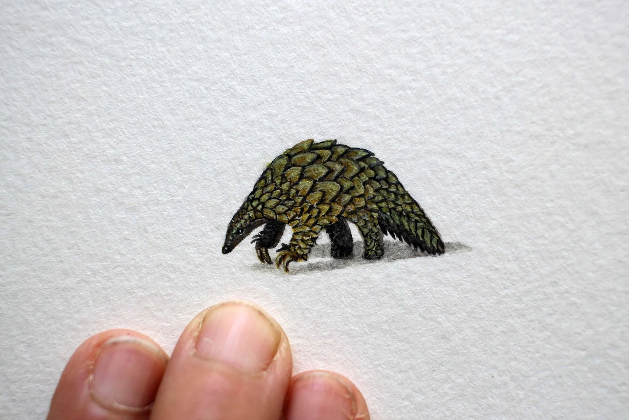 Sunda pangolin.