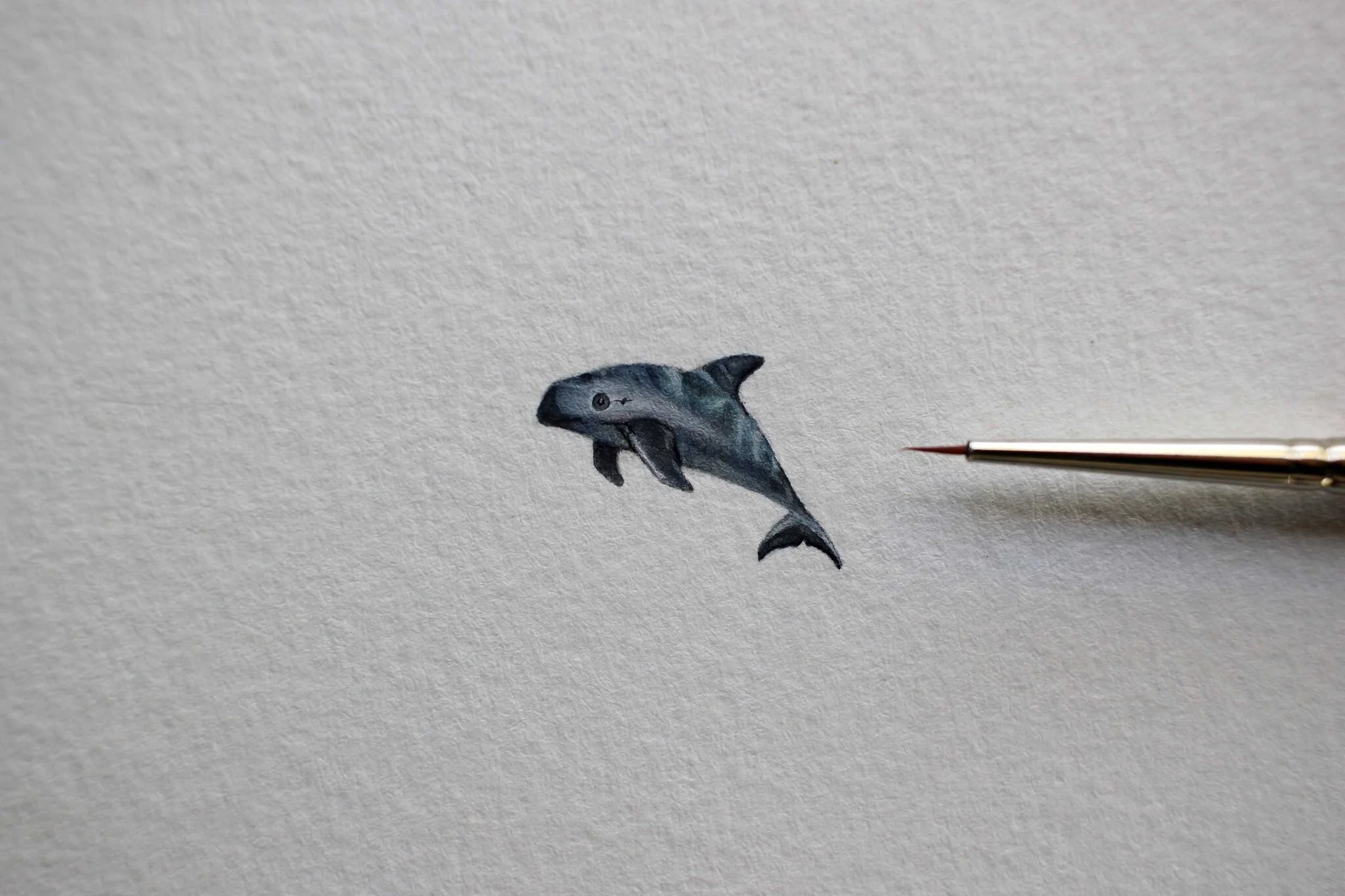 Vaquita.