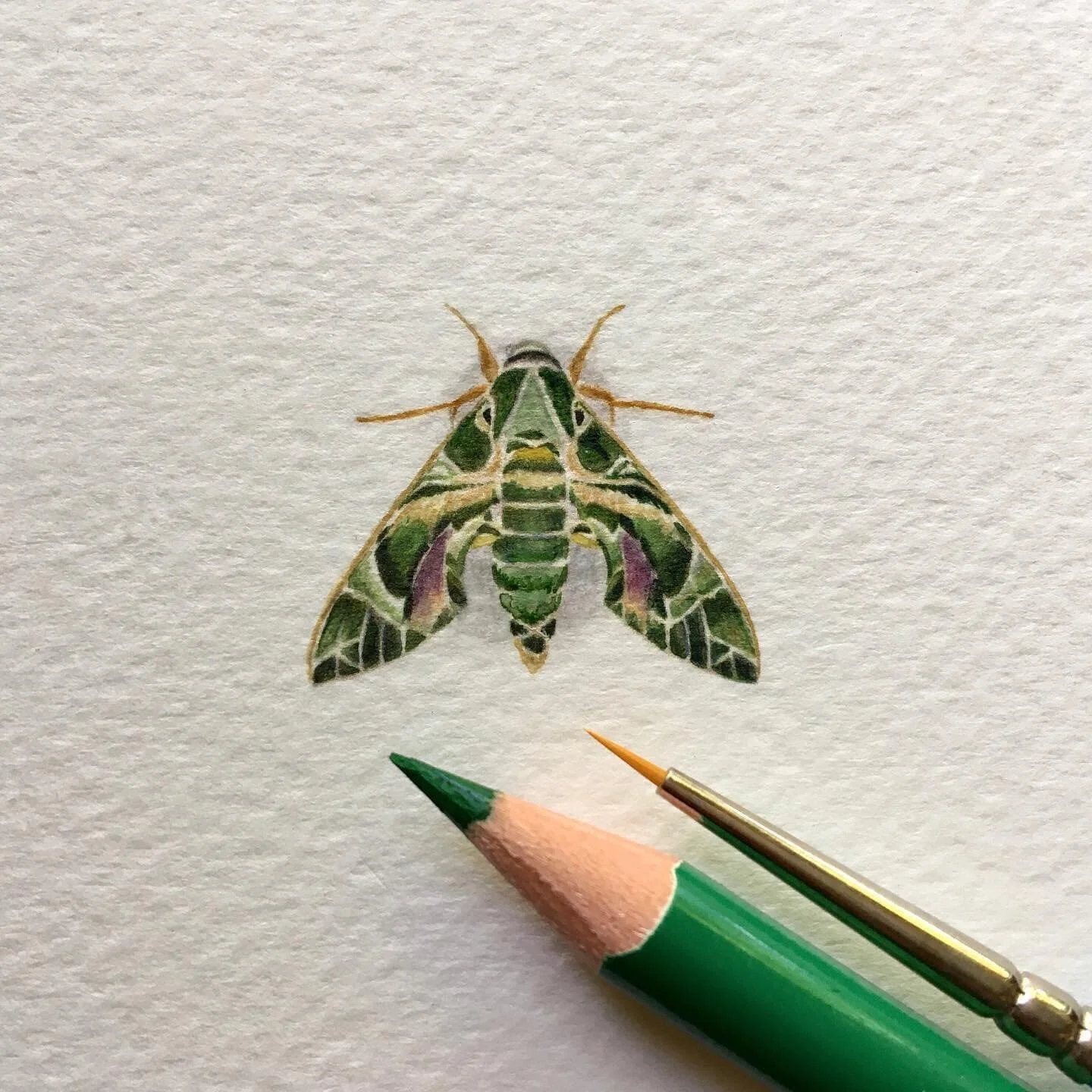 Oleander hawk-moth. Oleander hawk-moth (Daphnis nerii). The caterpillars feed mainly on oleander (Nerium oleander) leaves, a highly toxic plant, to which they are immune.