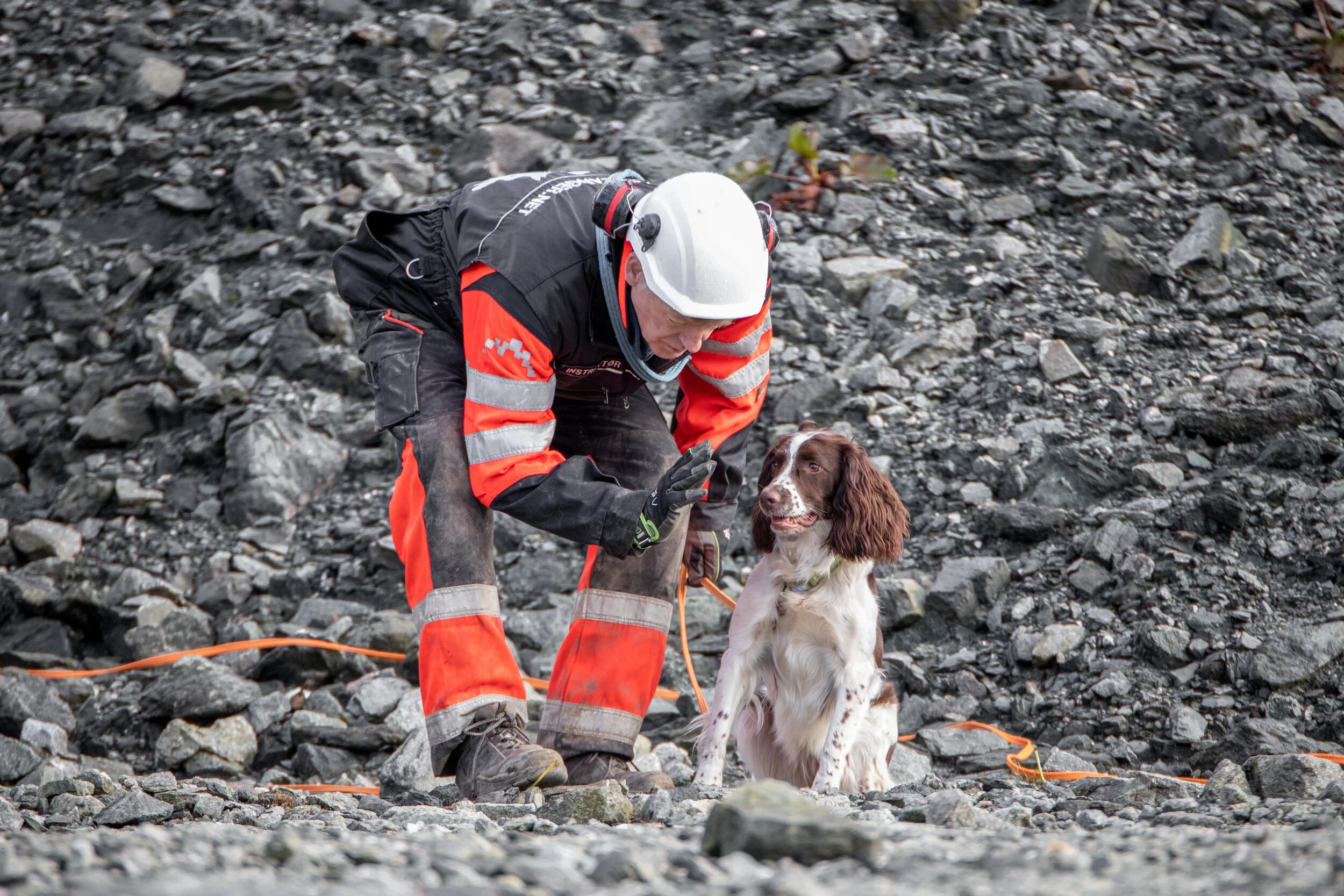Tjenestehund, Søkshund, EDDT, sprengstoffhund, eksplosivhund, dynamitthund, HMS, søk etter forsager