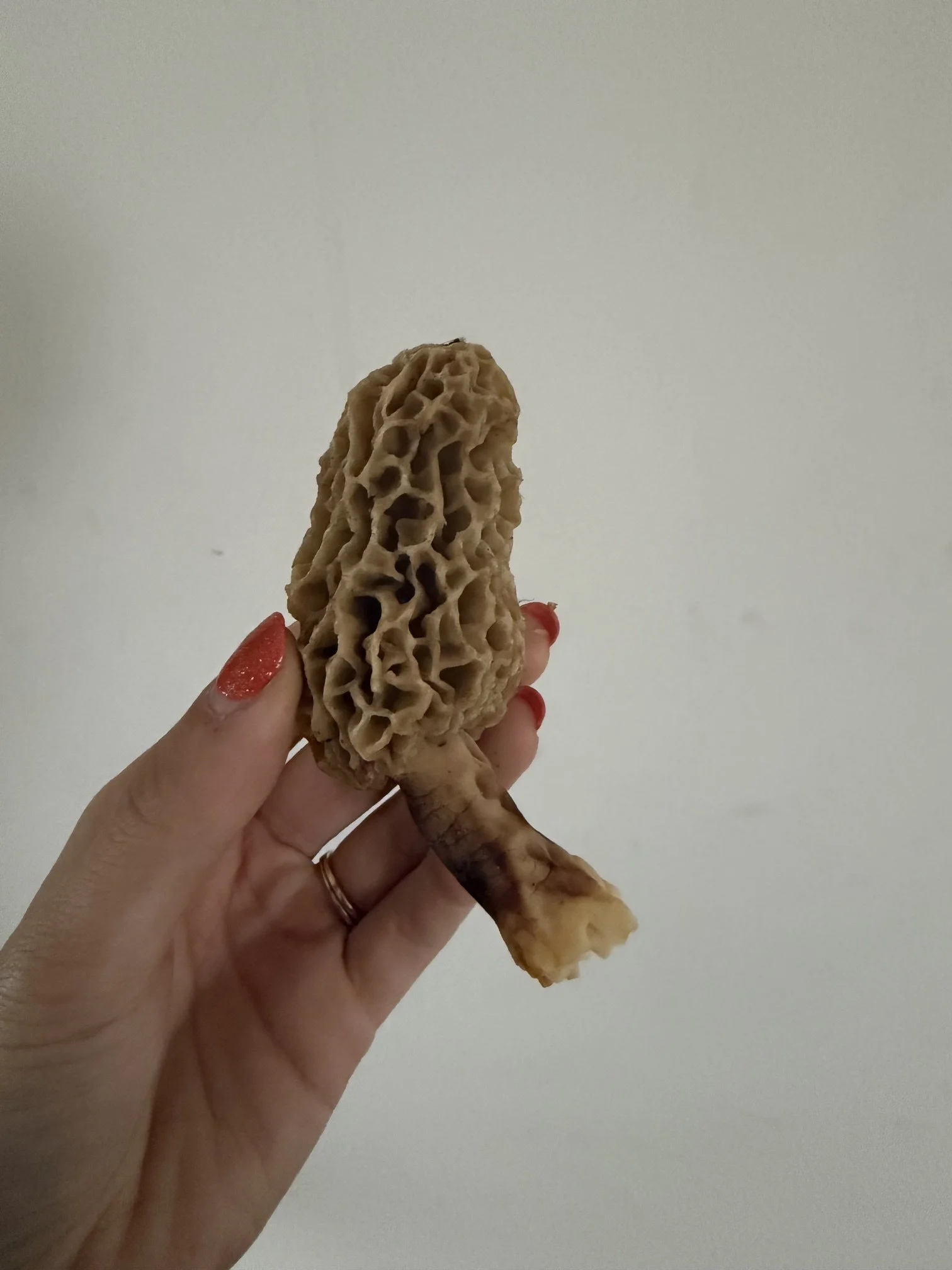⁺‧₊˚ ཐི⋆Baby Bunnies &amp; A Mushroom⋆ཋྀ ˚₊‧⁺