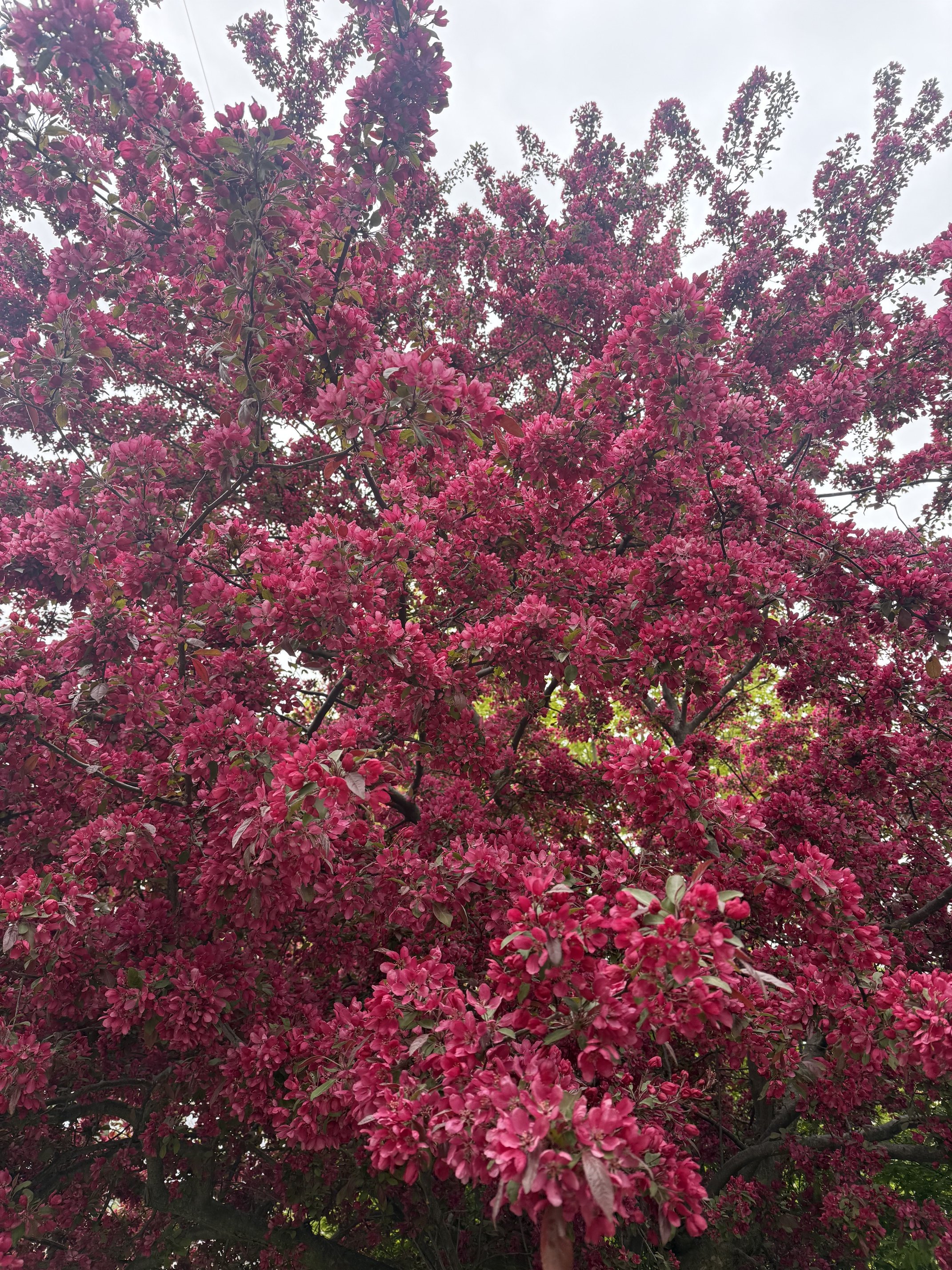 IMG_0203.jpeg