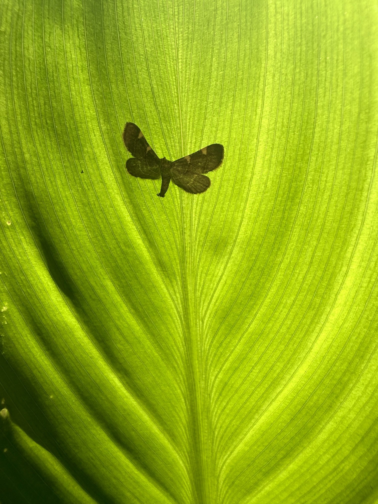 ✦•┈๑⋅⋯Butterflies &amp; Bonfires⋯⋅๑┈•✦