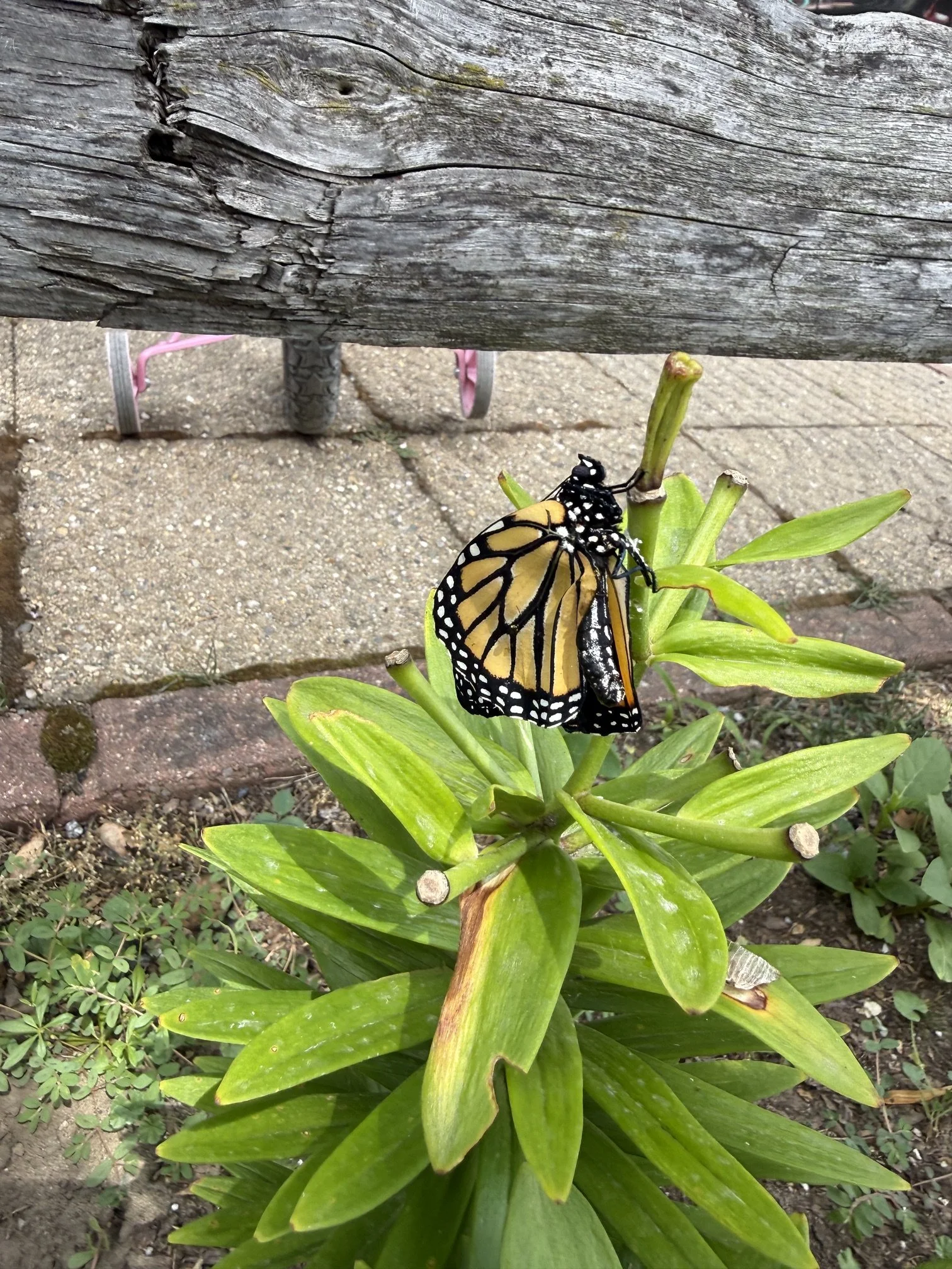 IMG_0601.jpeg