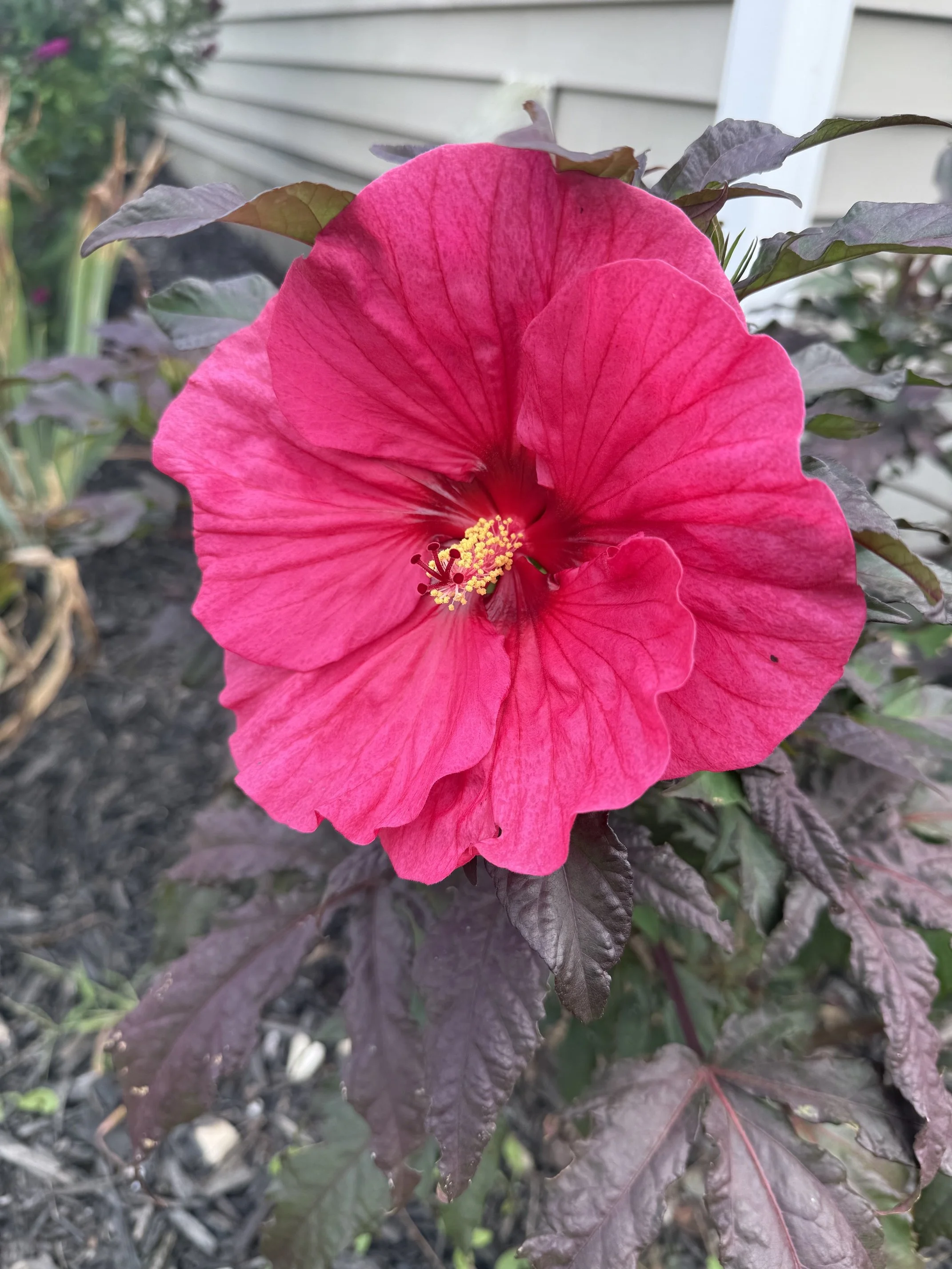 IMG_0929.jpeg