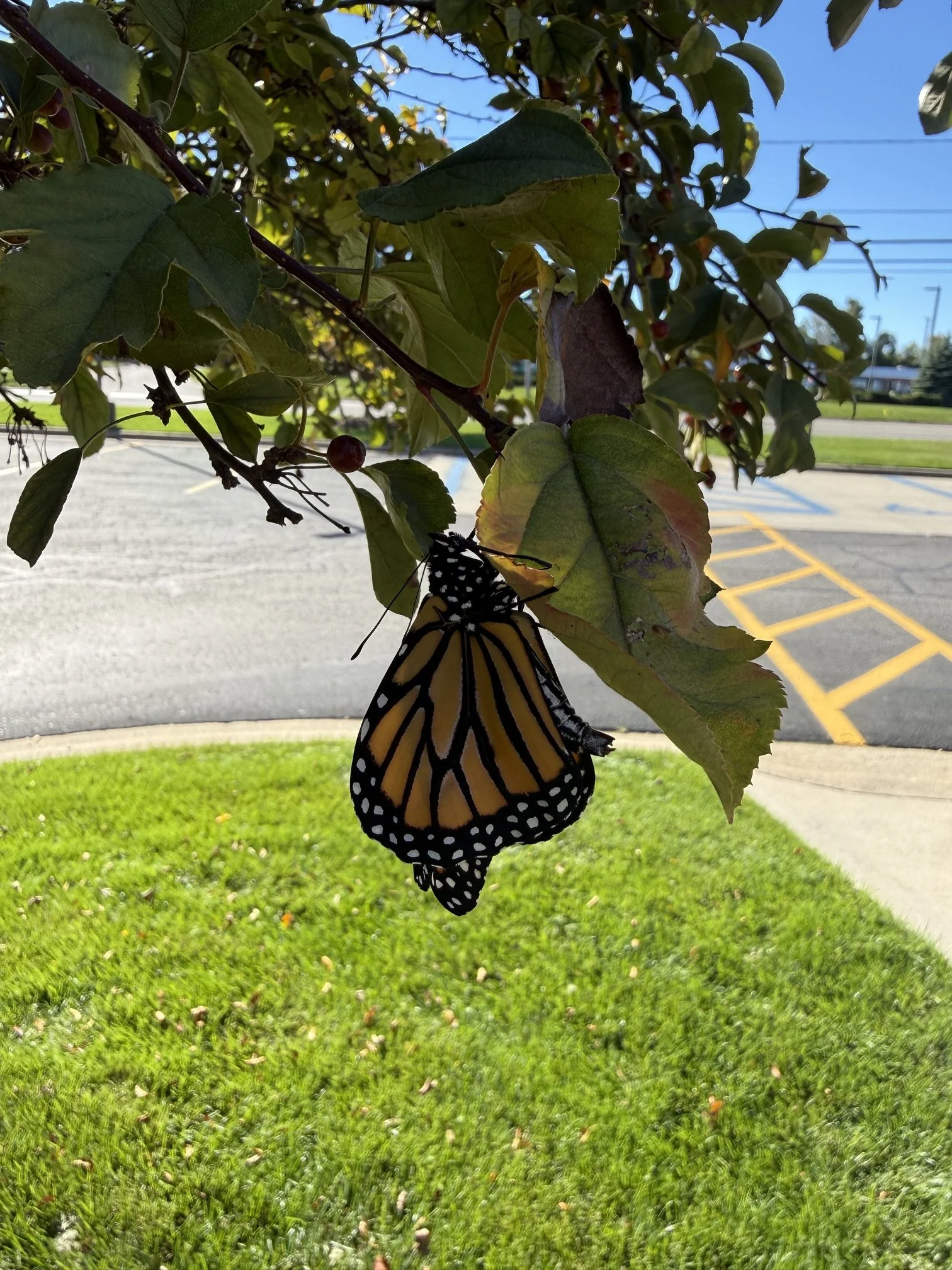 IMG_1252.jpeg