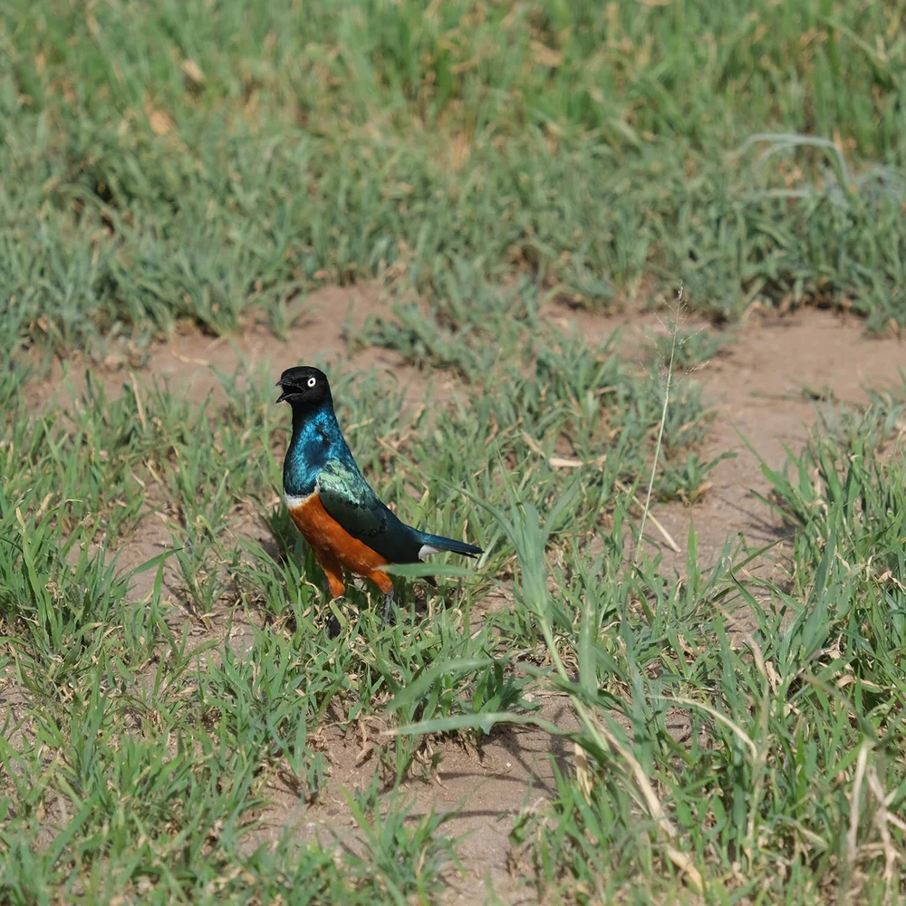 BIRD