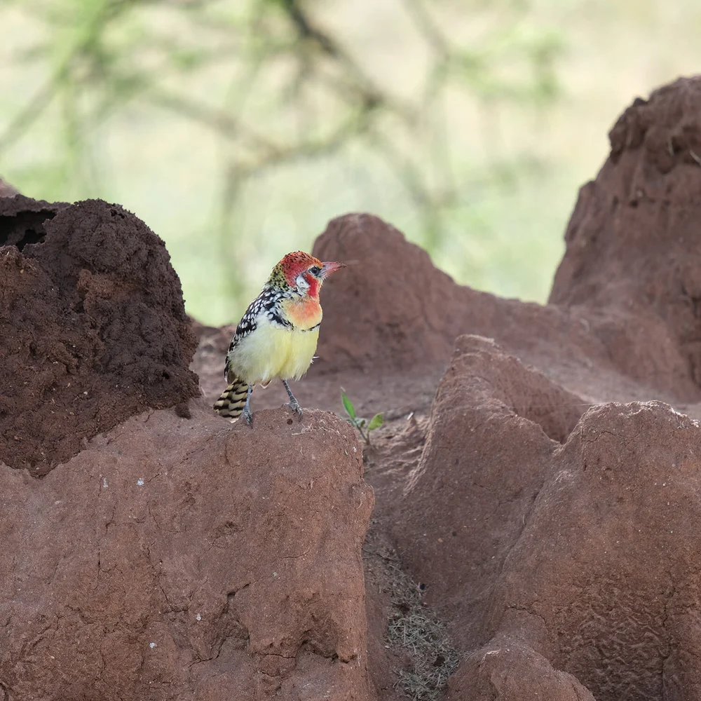 BIRD