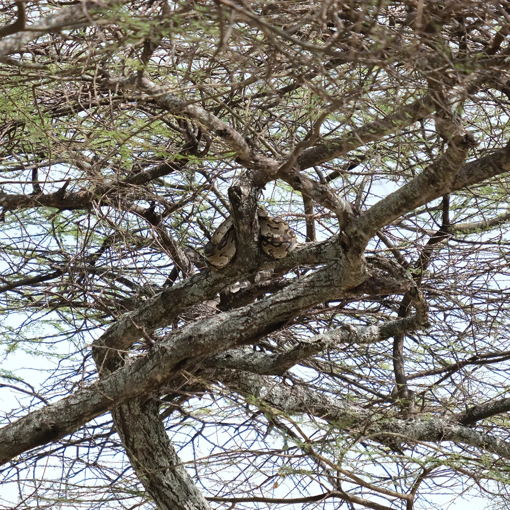 SNAKE