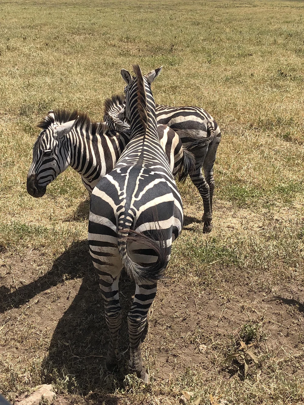 ZEBRA TRIO