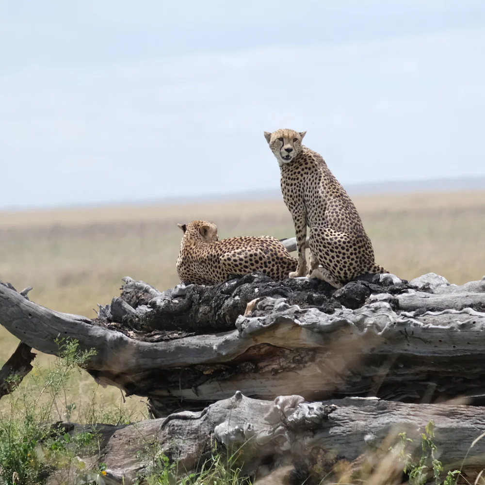 CHEETAHS