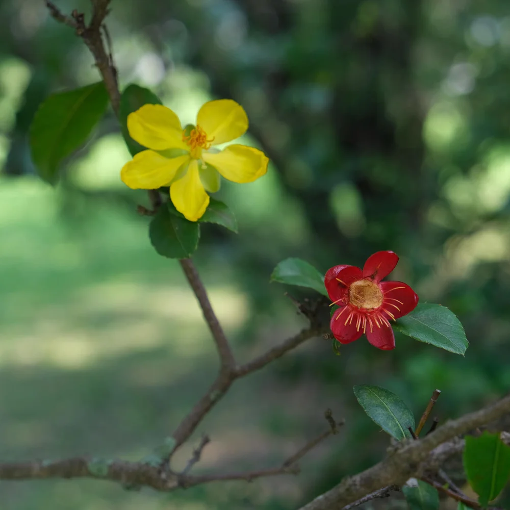 BANGKOK. MICKEY MOUSE FLOWER