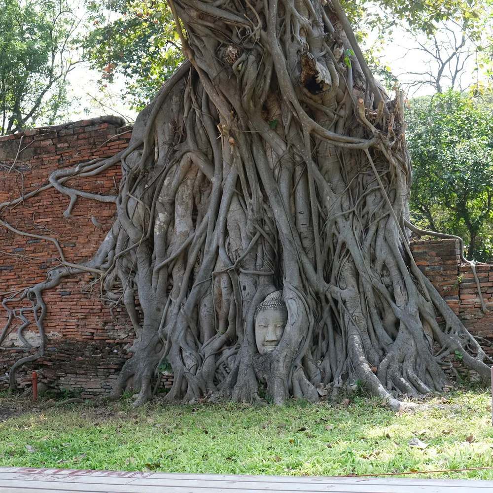 BANGKOK BUDDHA IN A TREE