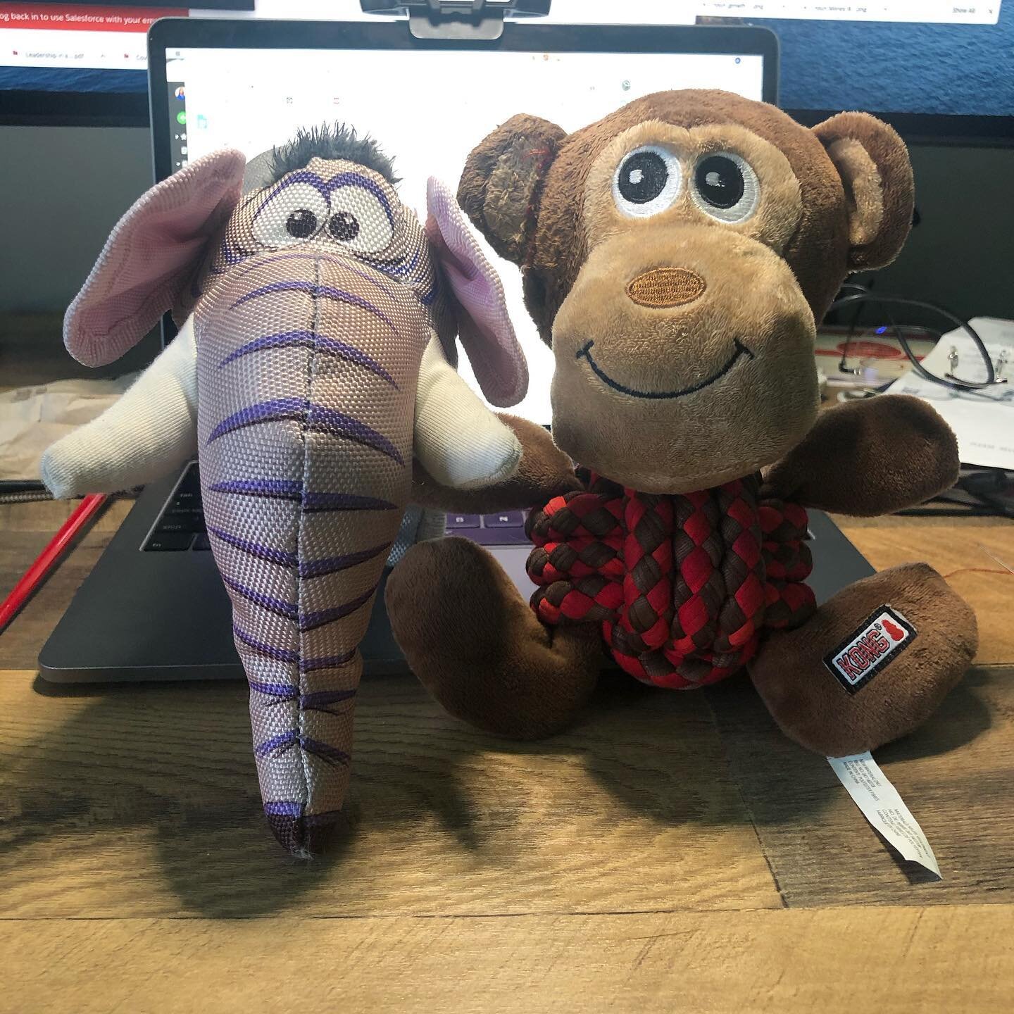 Disturbing content: don&rsquo;t swipe if you&rsquo;re not able to tolerate stuffed animal abuse. We completed 2 surgeries today: little monkey had a cracked skull and had almost lost his left ear; poor elephant came here almost decapitated, massive l