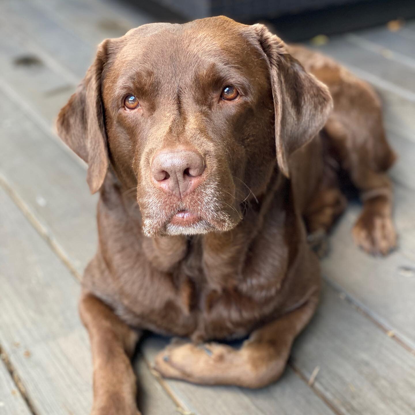 My boy looks so serious! He&rsquo;s probably done with CoVid-19 Photo credit @alfredo_fll #rexoninstagram #labradorsofinstagram