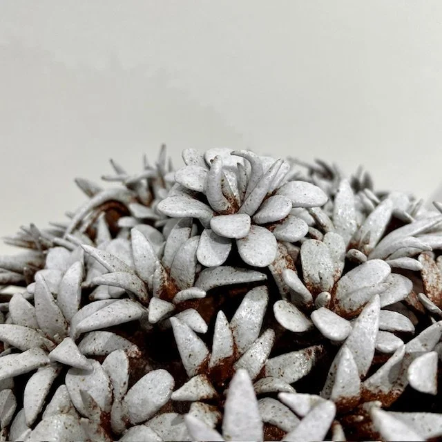 frosted celandine 9.jpg