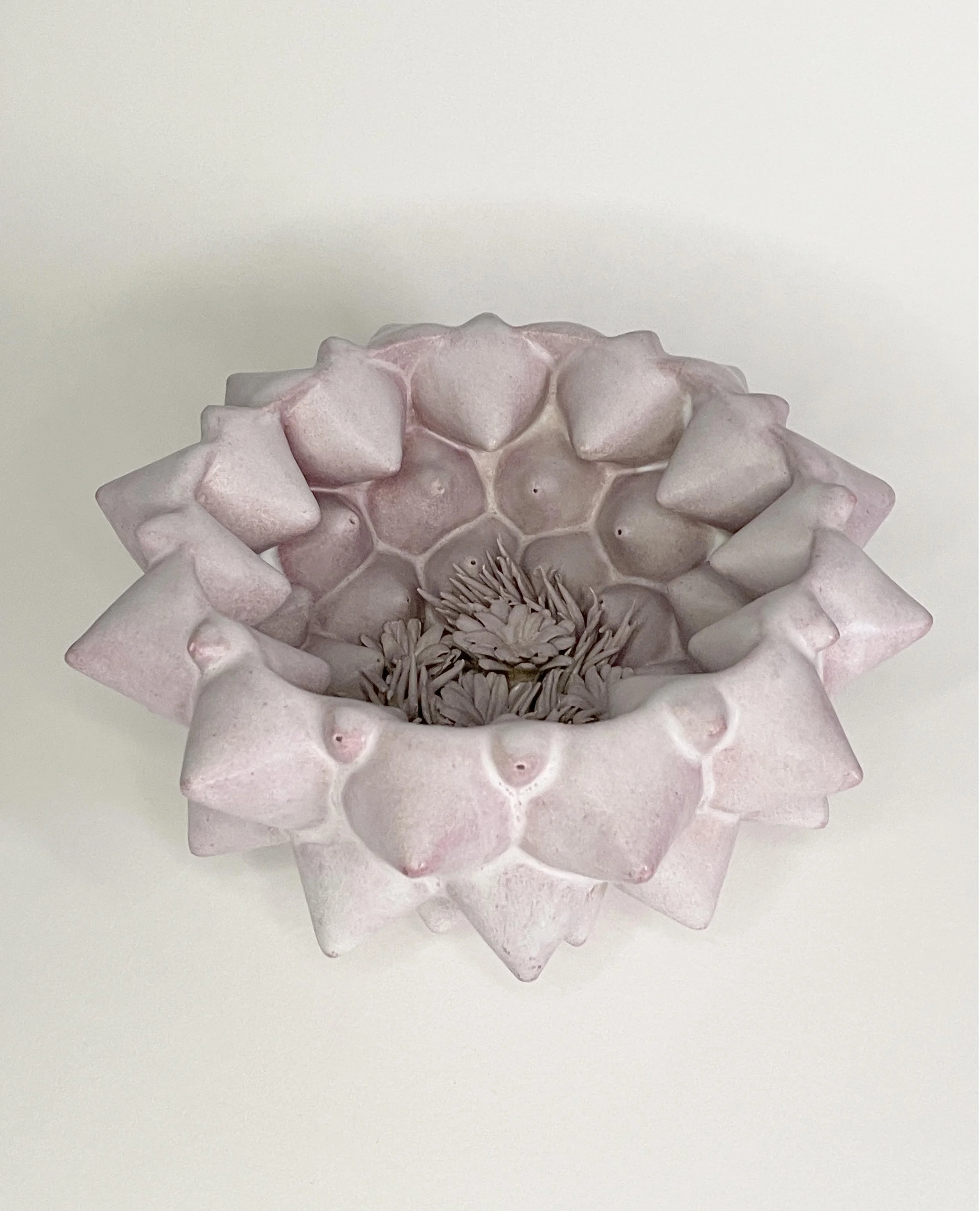 A_Howitt Bellis Pink 15cm H x 28cmW 2.JPG