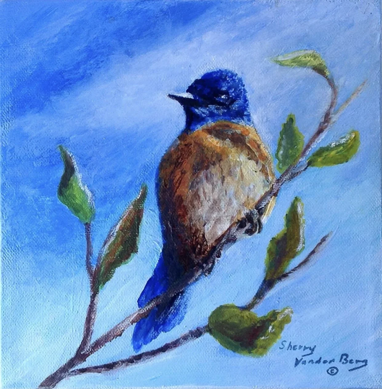 Sherry VanderBerg “Western Blue Bird”